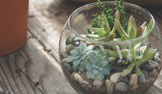 Repotting Succulents: The Top 5 Mistakes to Avoid