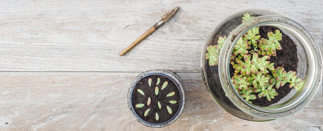 Succulent Planter How-to: Mason Jar
