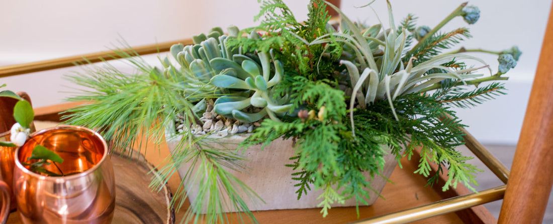 Succulent Care for the Winter Months