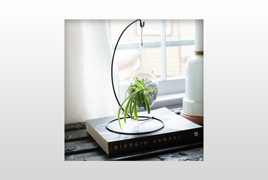 A small plant in a hanging glass terrarium in front of a window