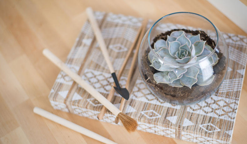 How to Water Succulents in a Terrarium