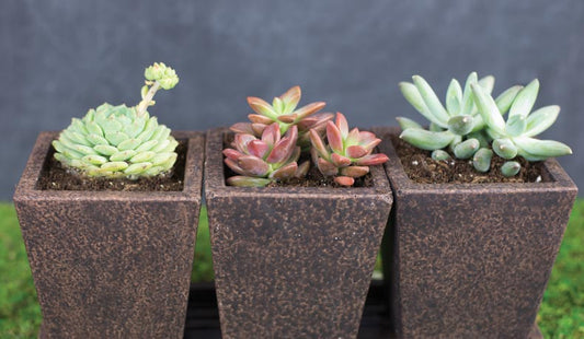6 Things No One Tells You About Repotting Succulents