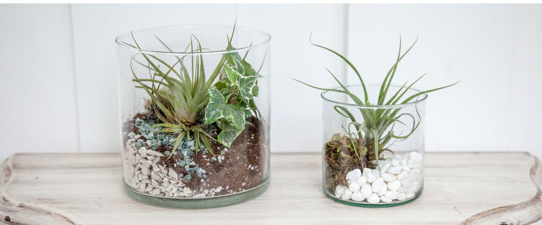 The Five Things You Need to Know About Air Plants