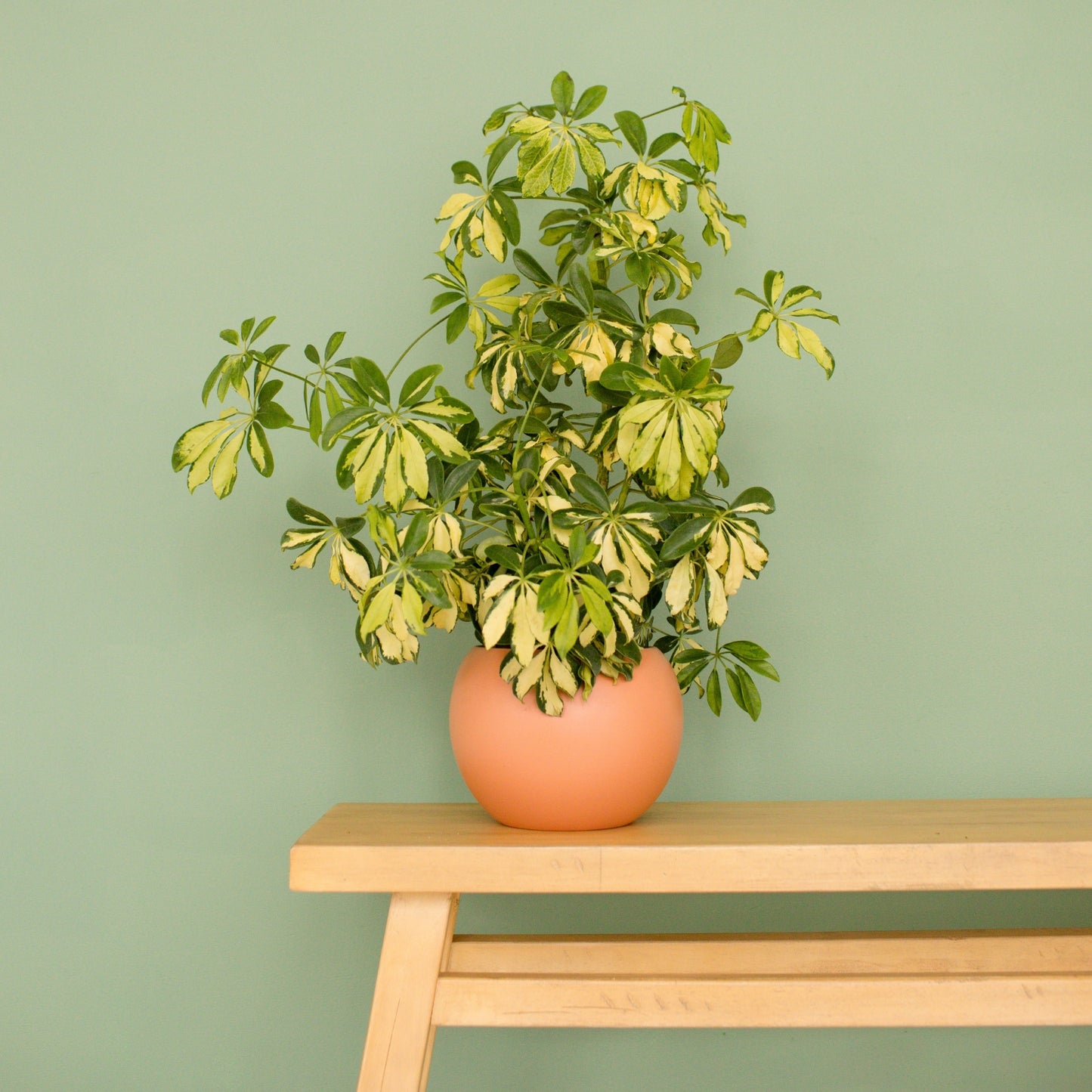 Phoenix Planter - Cabana Collection