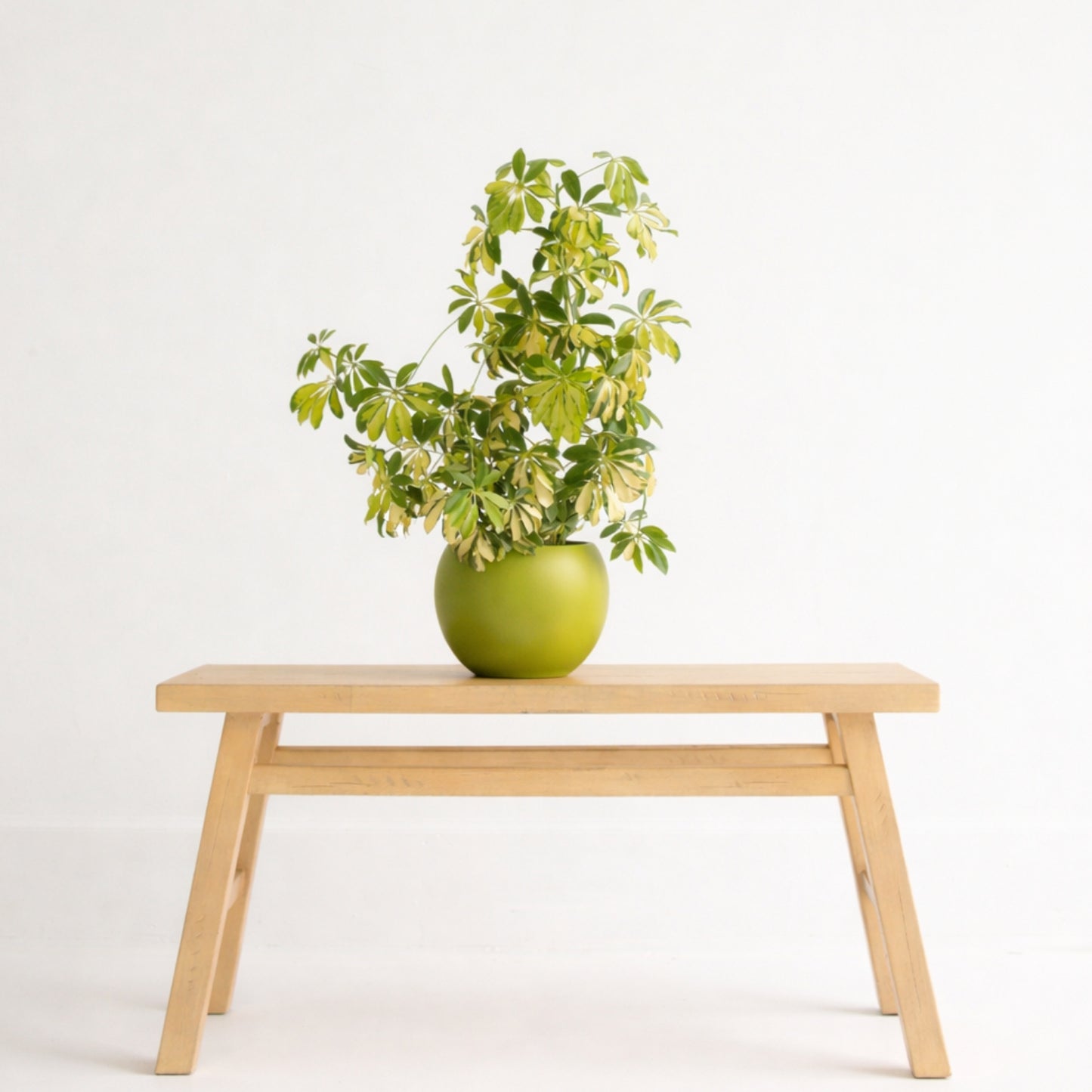 Phoenix Planter - Cabana Collection