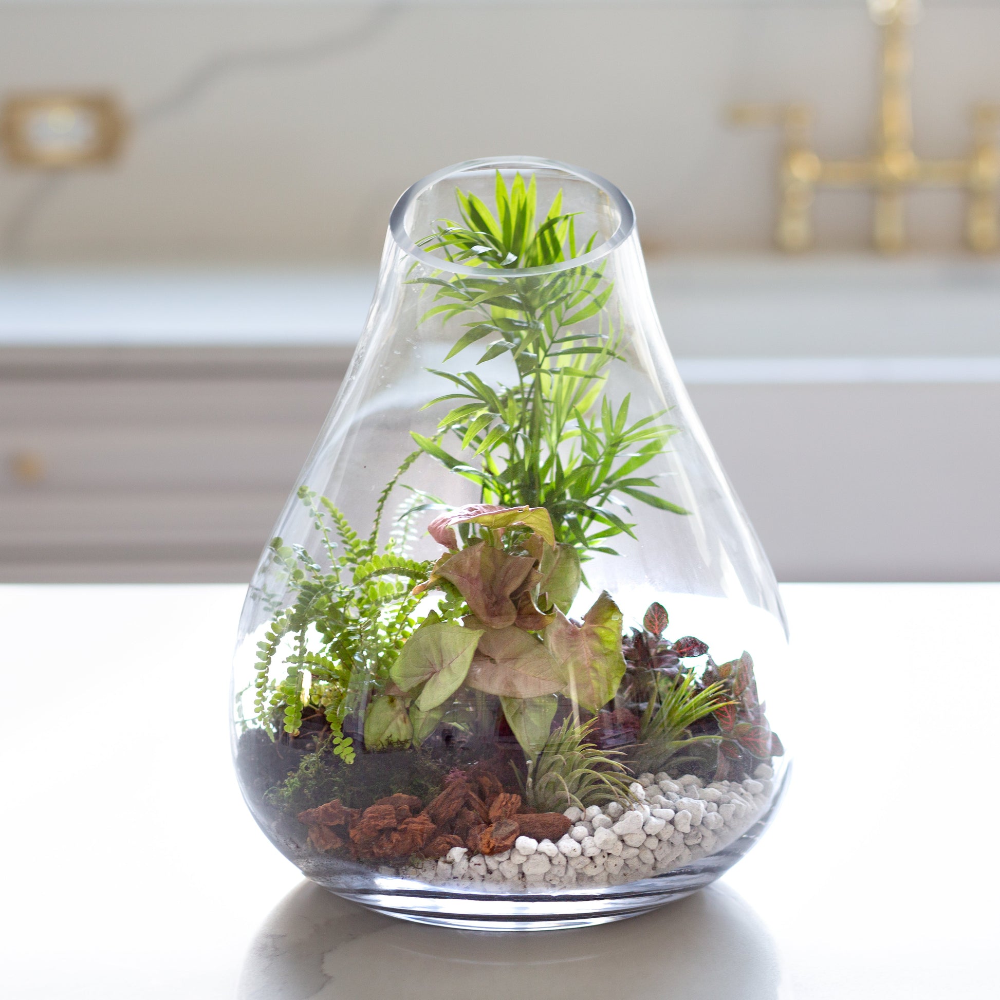 terrarium plants where to buy SSI 14 in. Artisan Terrarium