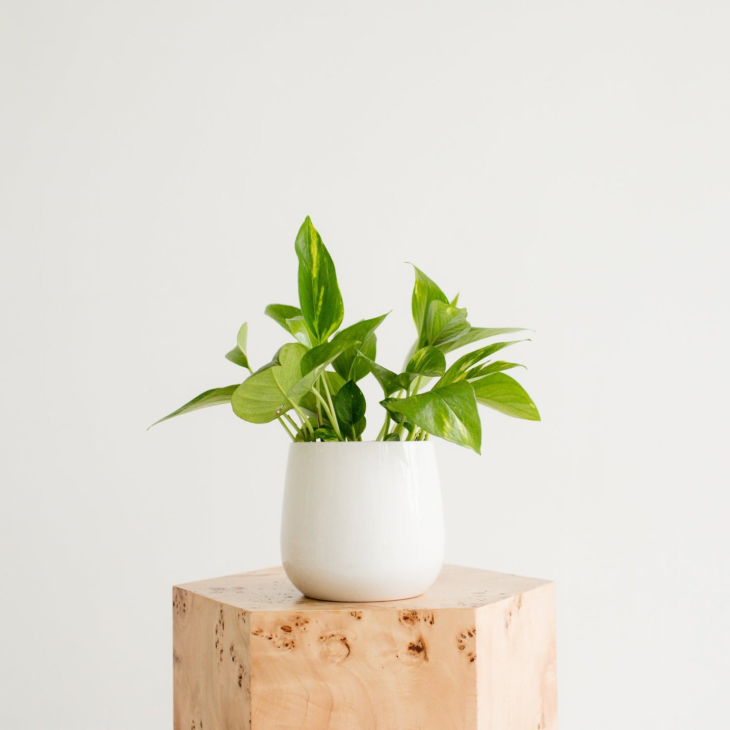 5.25" Milan Planter - Patriotic Assortment