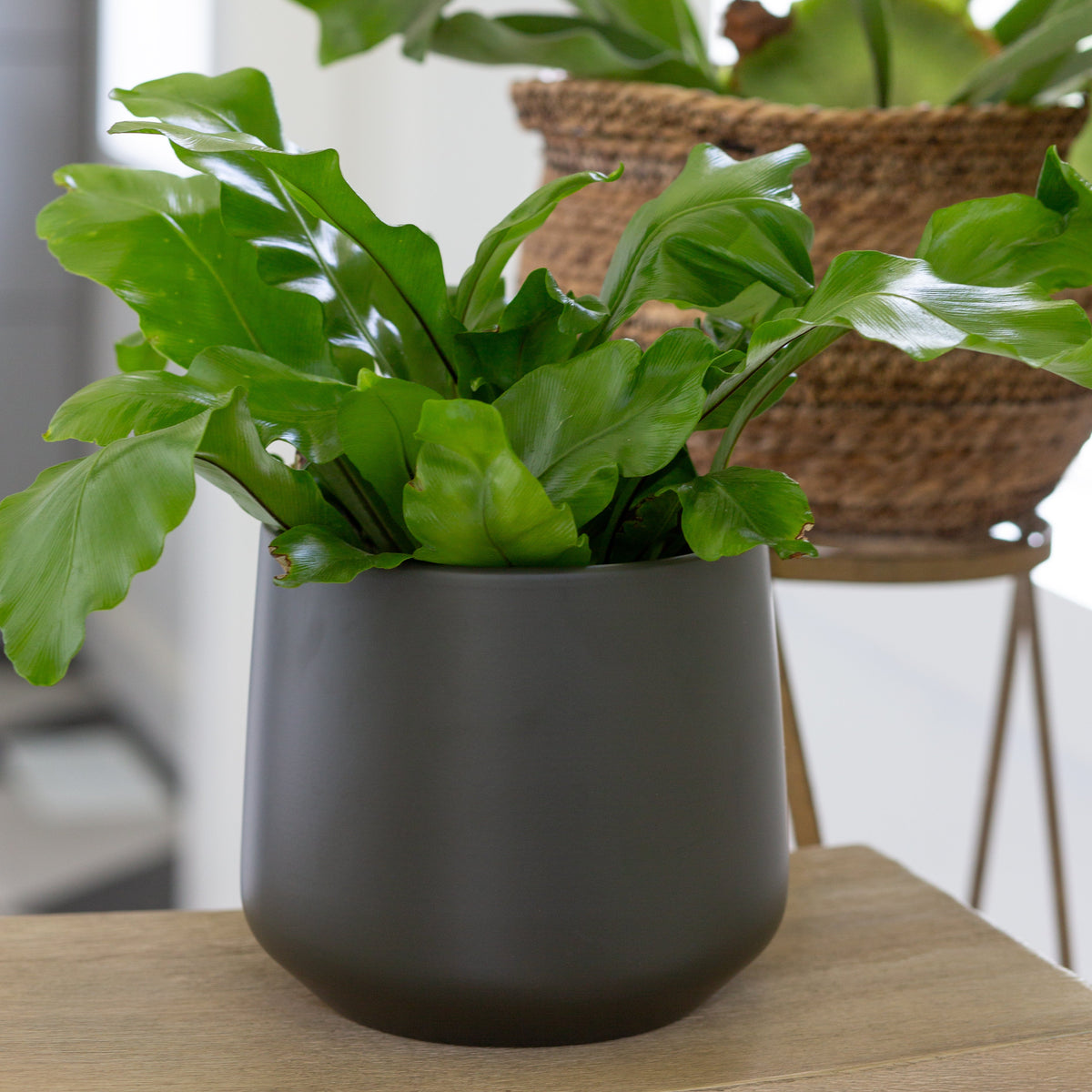 Atlanta Planter - Cabana Collection