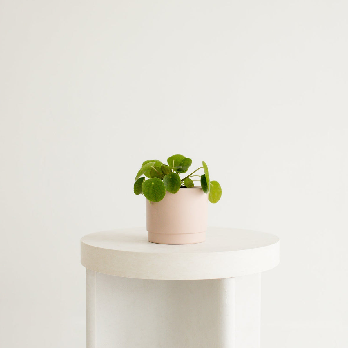Charleston Planter - Reverie Collection