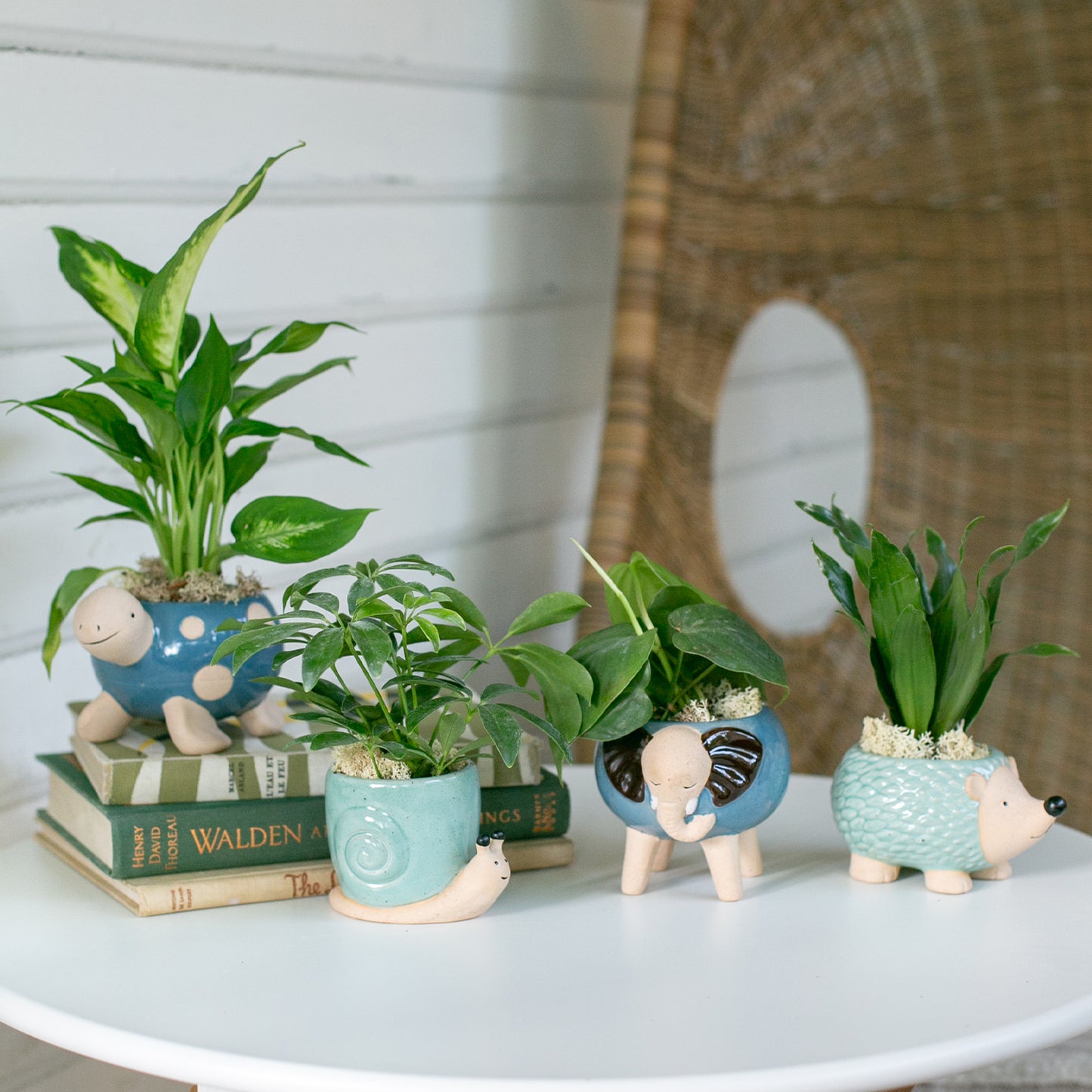Ceramic Animal Planter Assortment - Case of 12