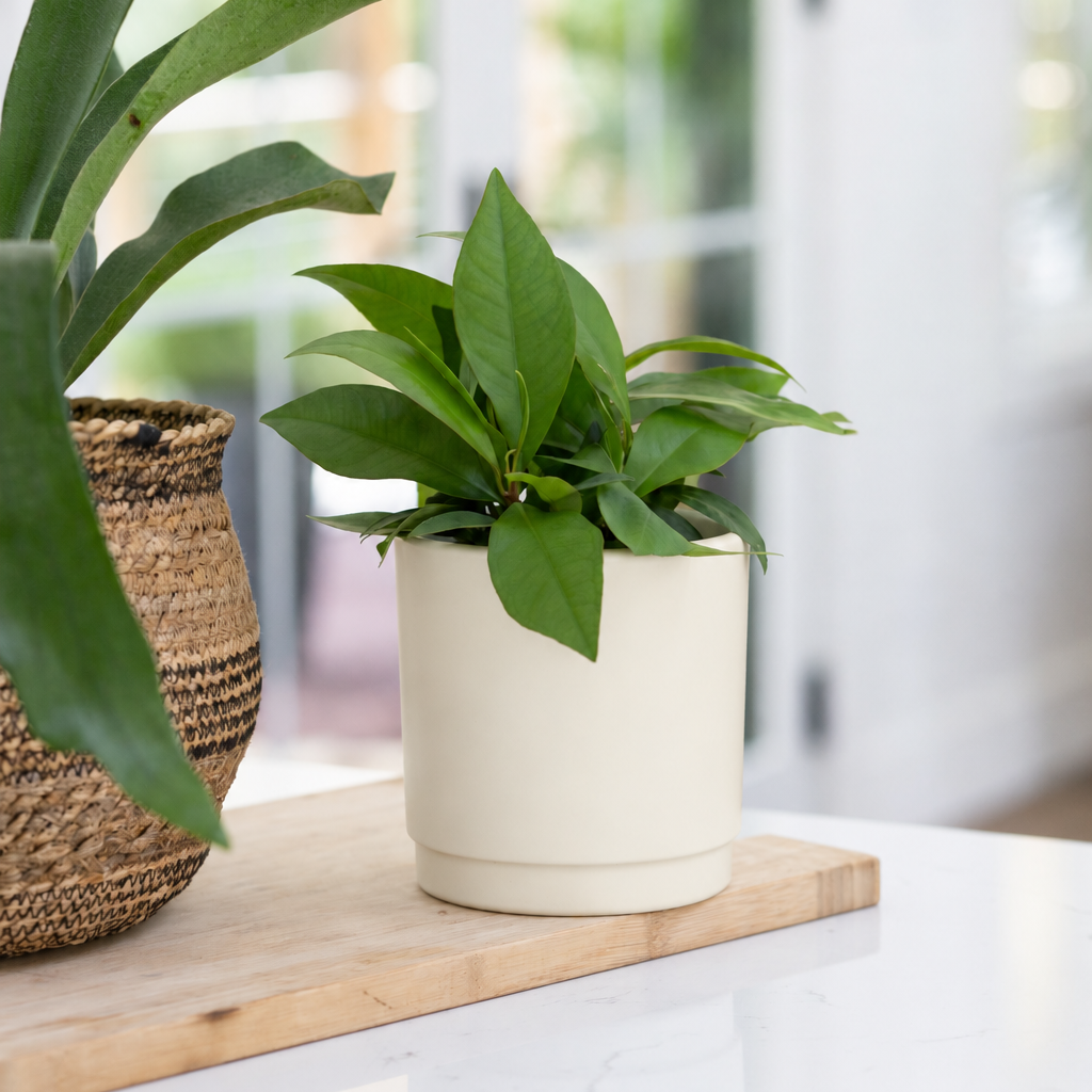 Charleston Planter - Cabana Collection