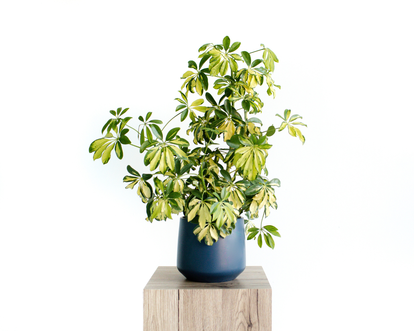 Atlanta Planter - Reverie Collection