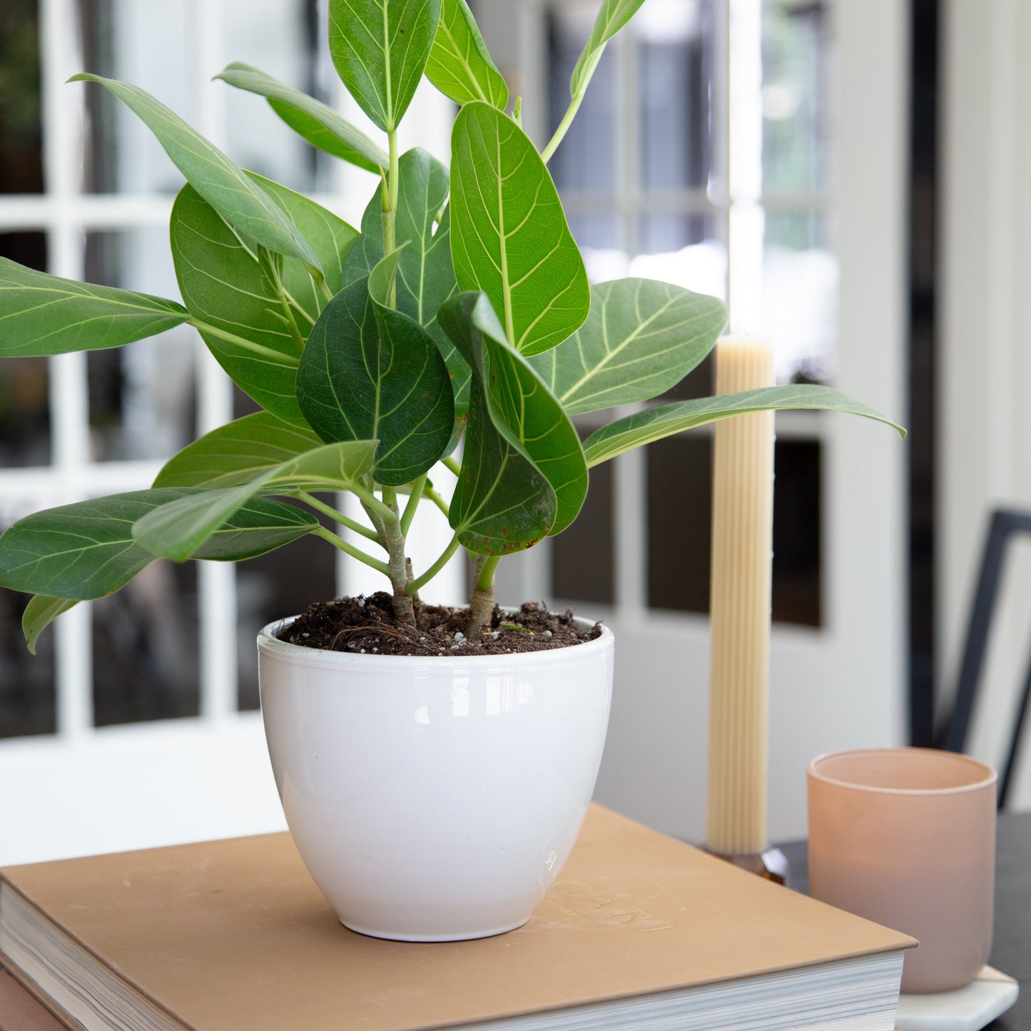 Memphis Planter | Tennessee Clay