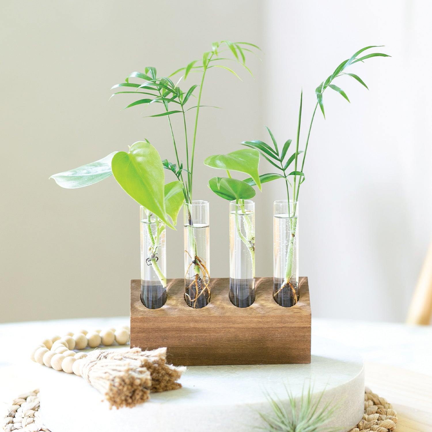 indoor plant propagation kit 6" Bud Vase Kit With Wood Base