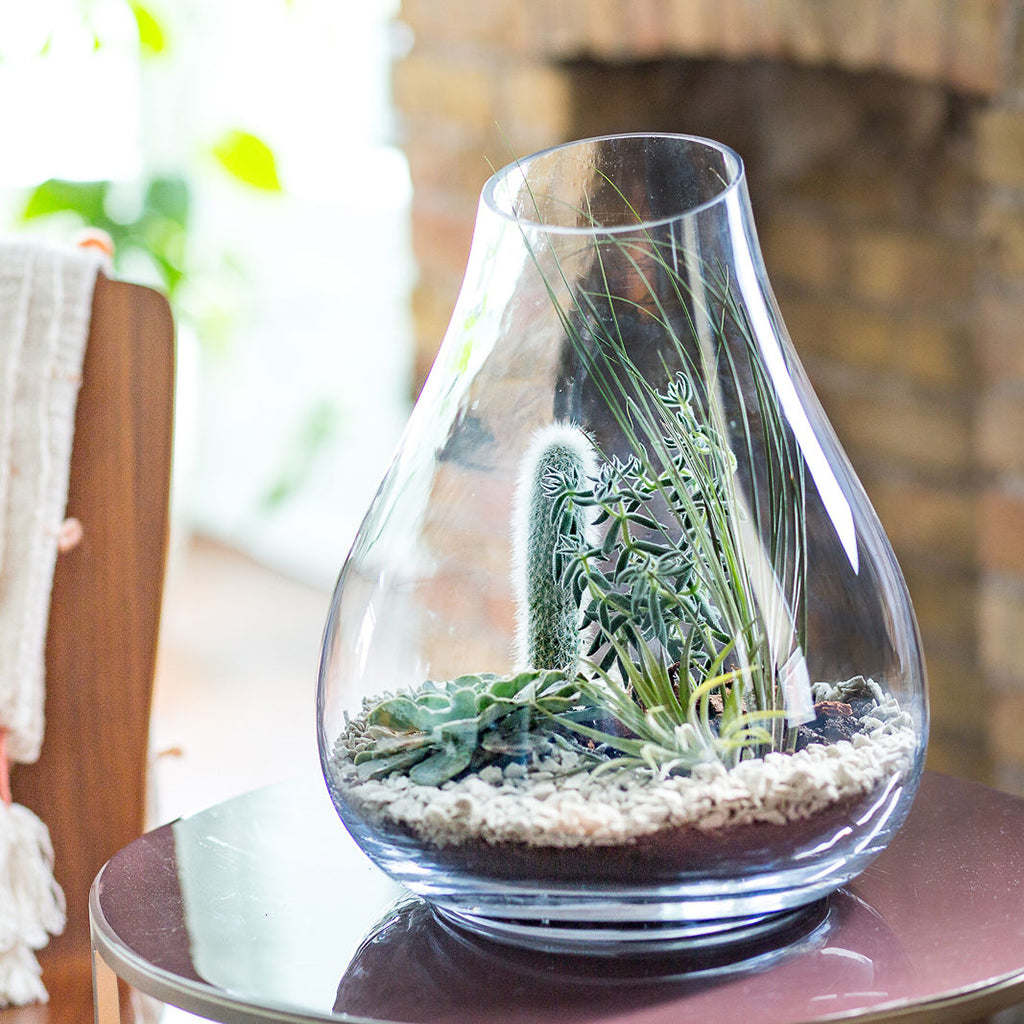 open artisan terrarium with a cactus