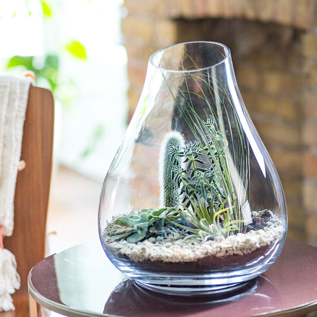 The Best Terrarium Plants For DIY Container Arrangements