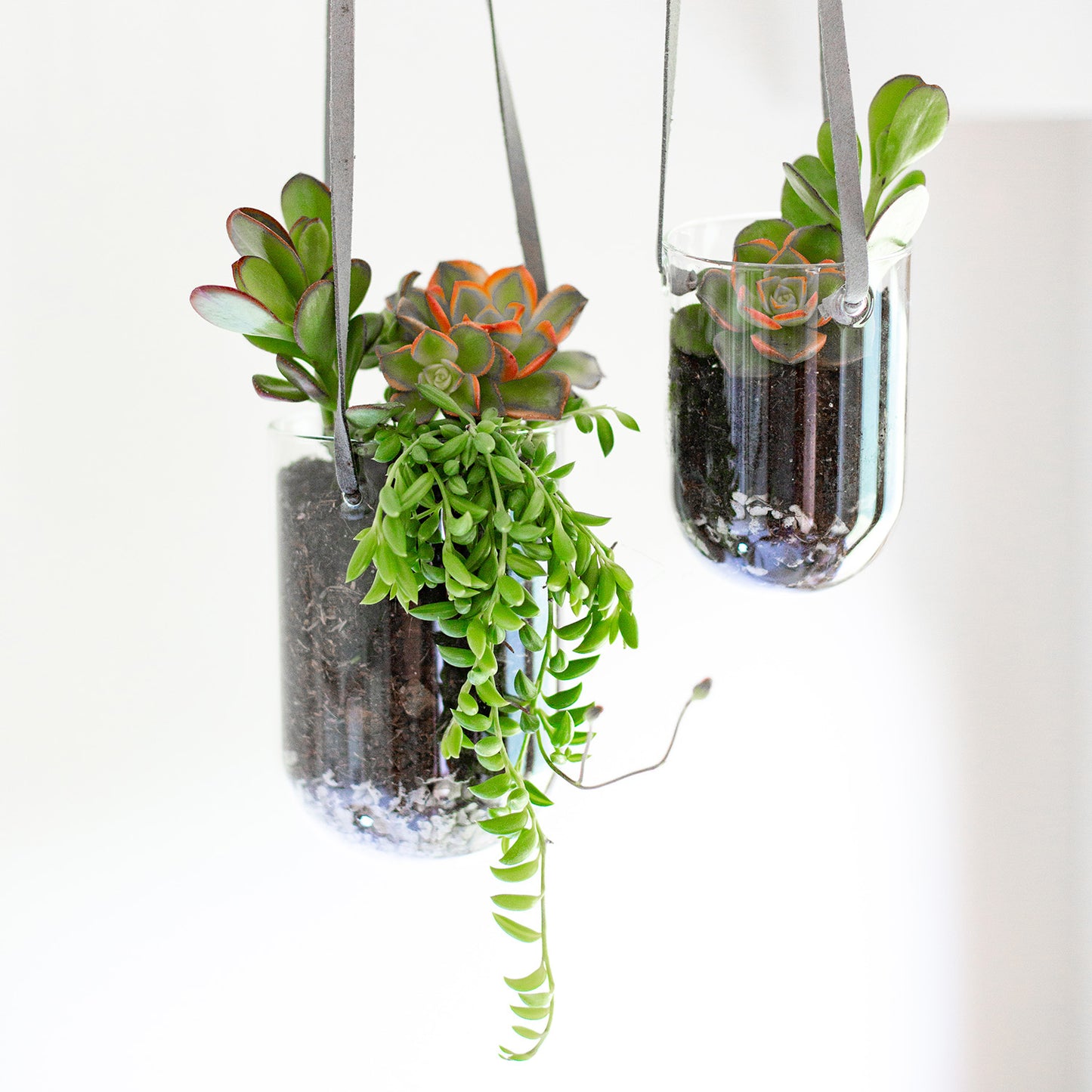 hanging planter succulents Glass Capsule Hanging Planter