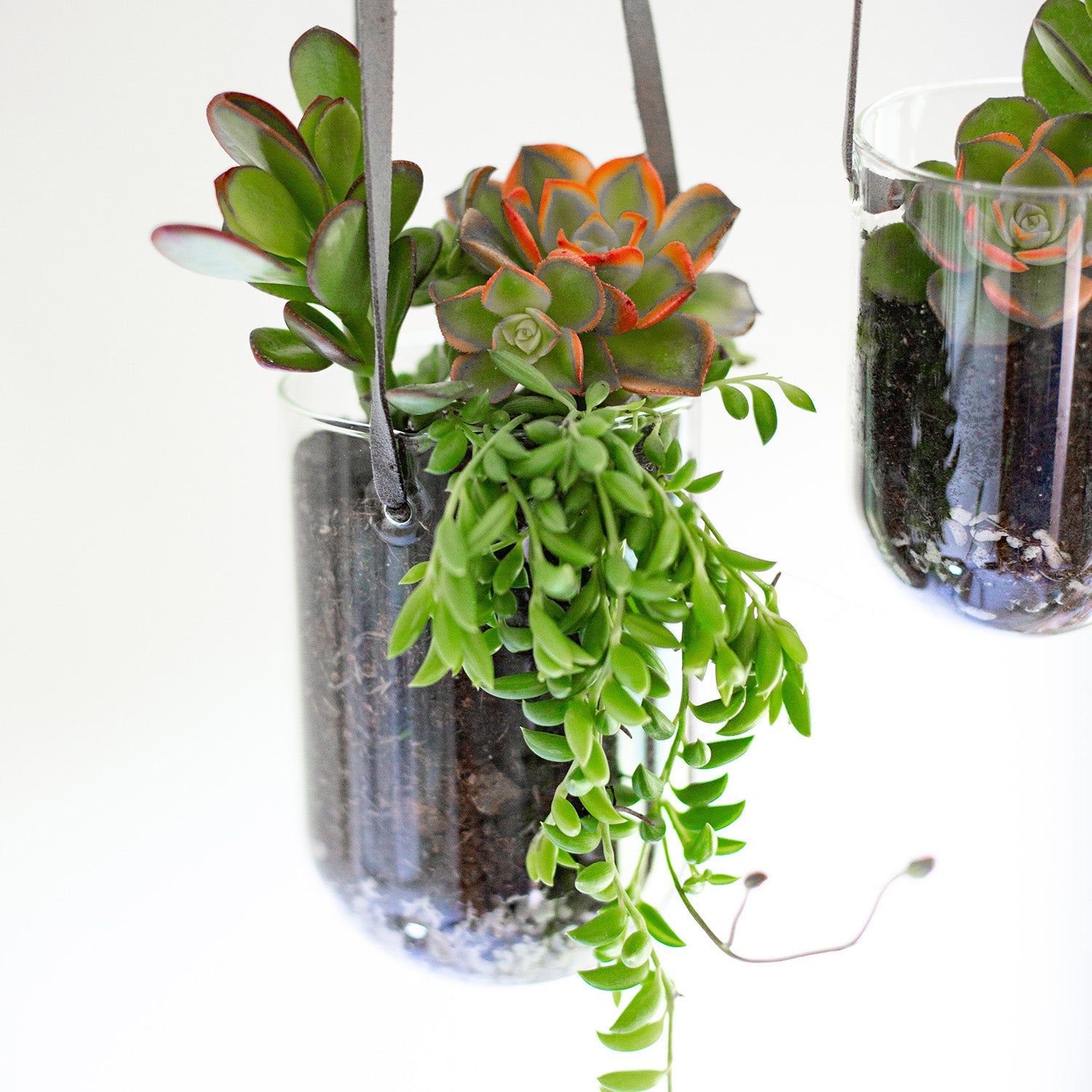succulents in a hanging capsule terrarium