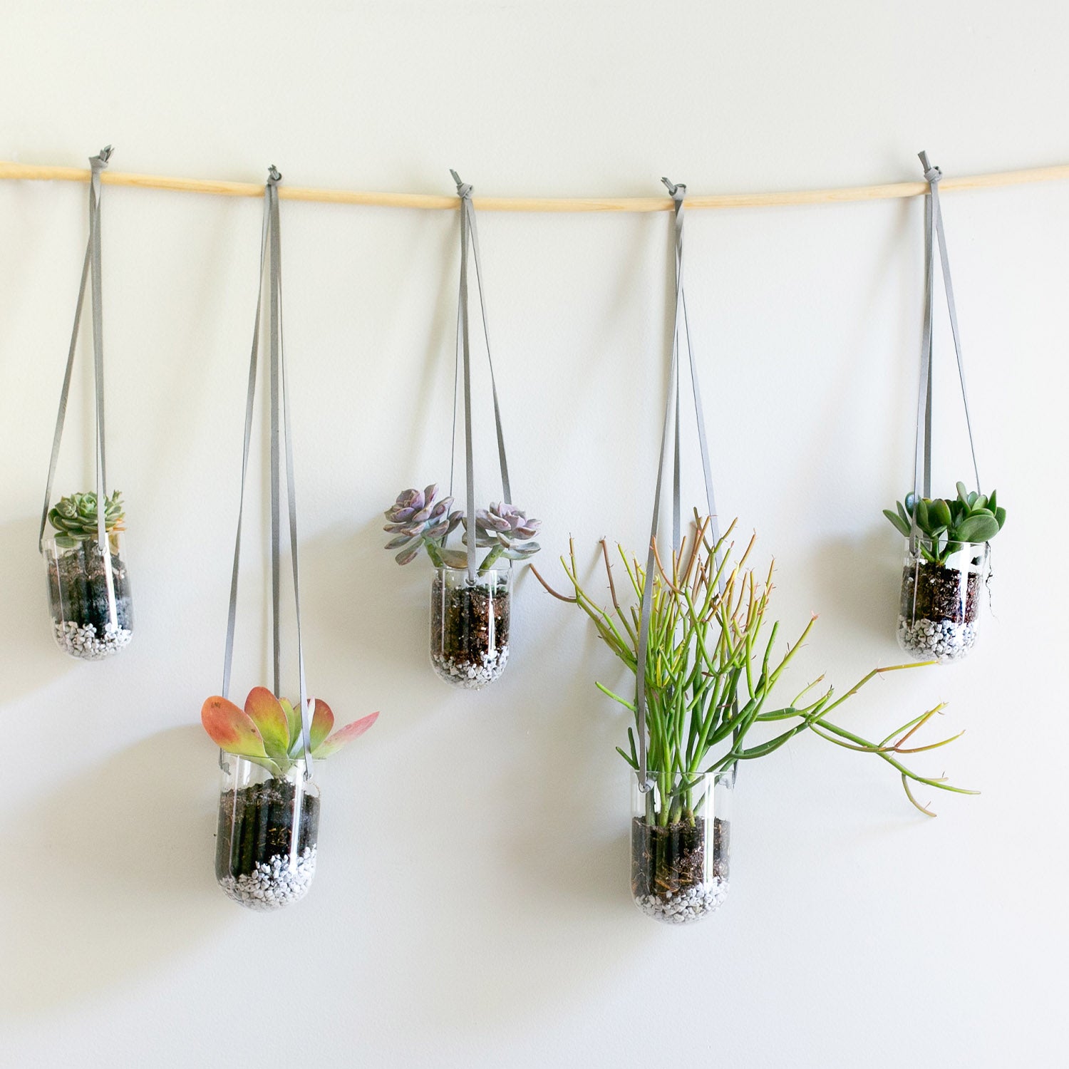  A modern indoor garden display with five hanging glass terrariums suspended from a wooden dowel by gray ropes. Each terrarium contains a variety of small succulents and plants, layered above stones and soil, creating a green living wall arrangement against a neutral backdrop.