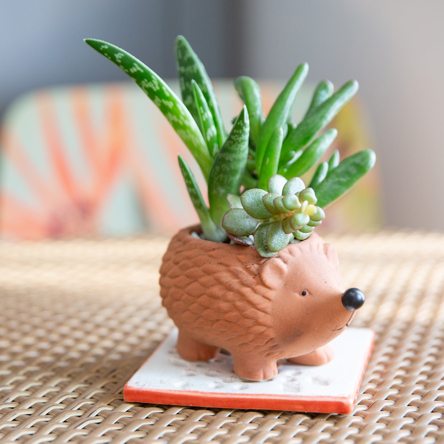 Terracotta Animal Planter Assortment - Set of 12