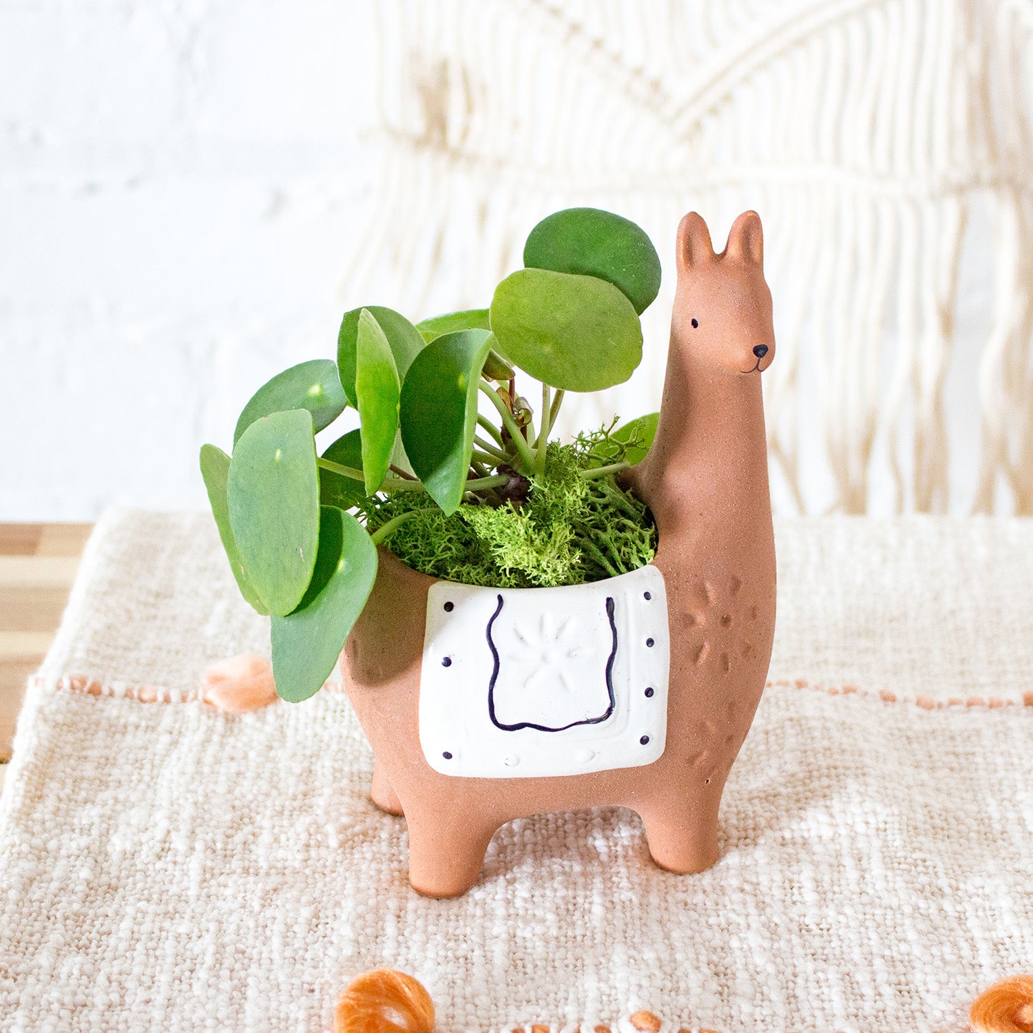 animal indoor plant pots Terracotta Animal Planter Assortment