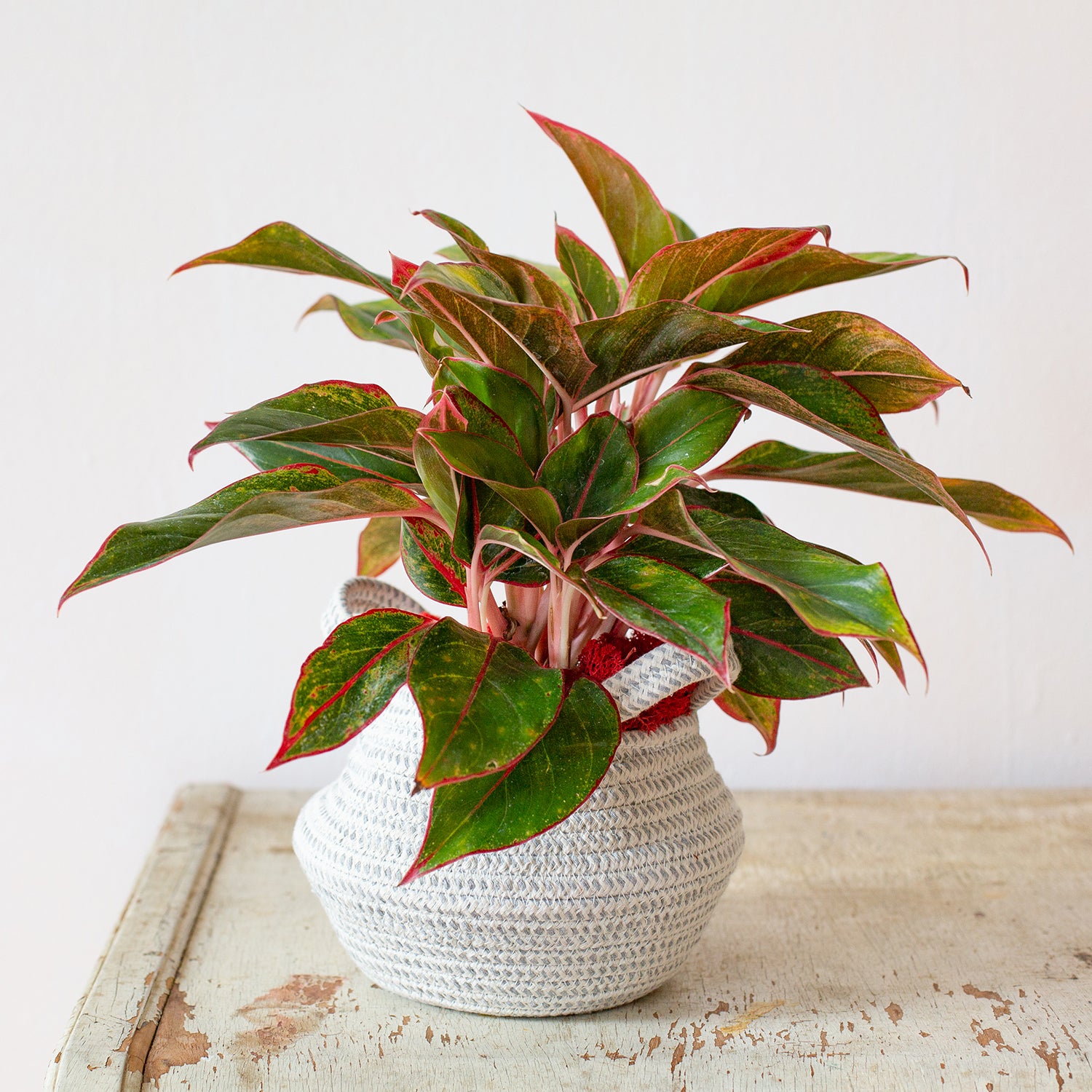 perfect cable basket for plants