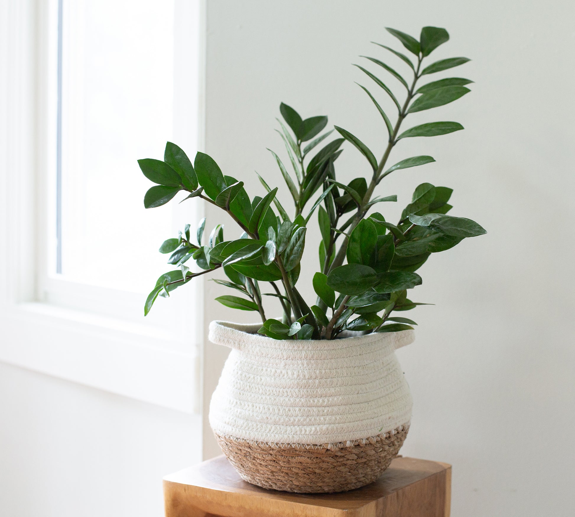 plants in a cable basket on a table - 46 & Spruce