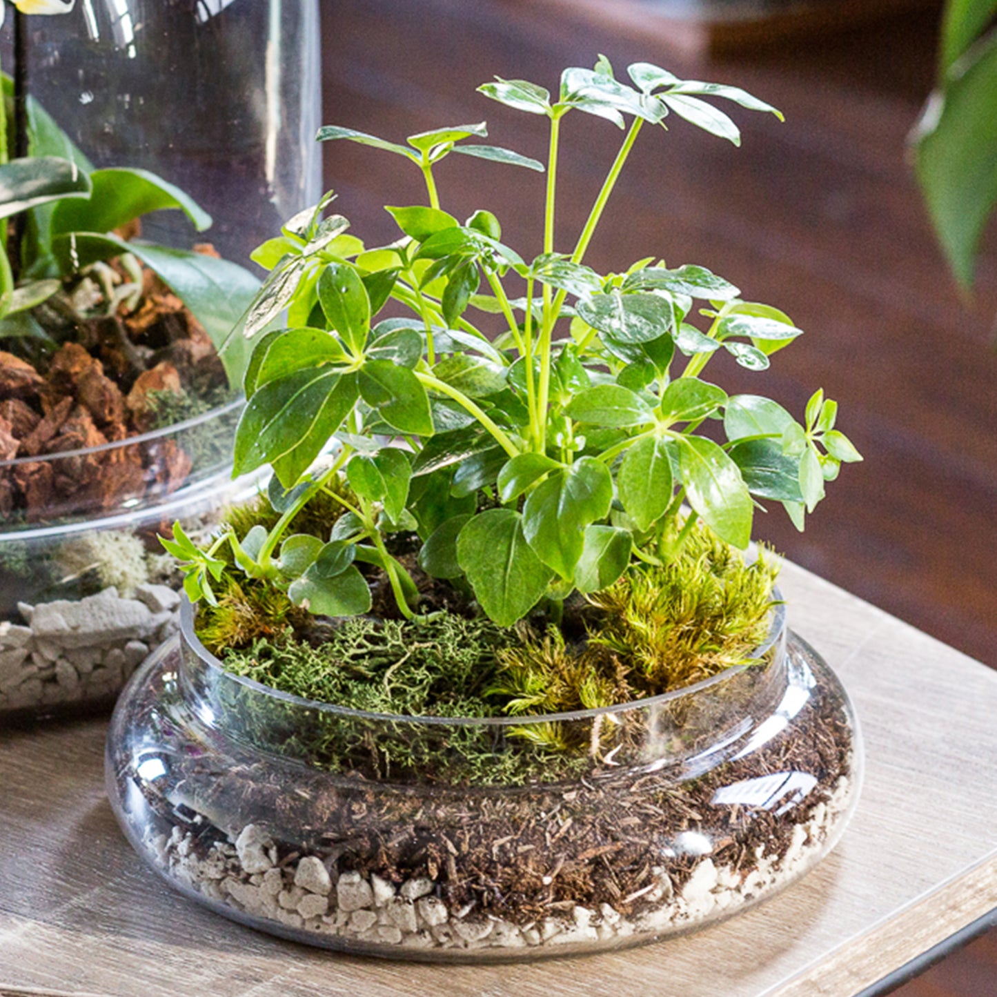 soil mix helps terrariums grow