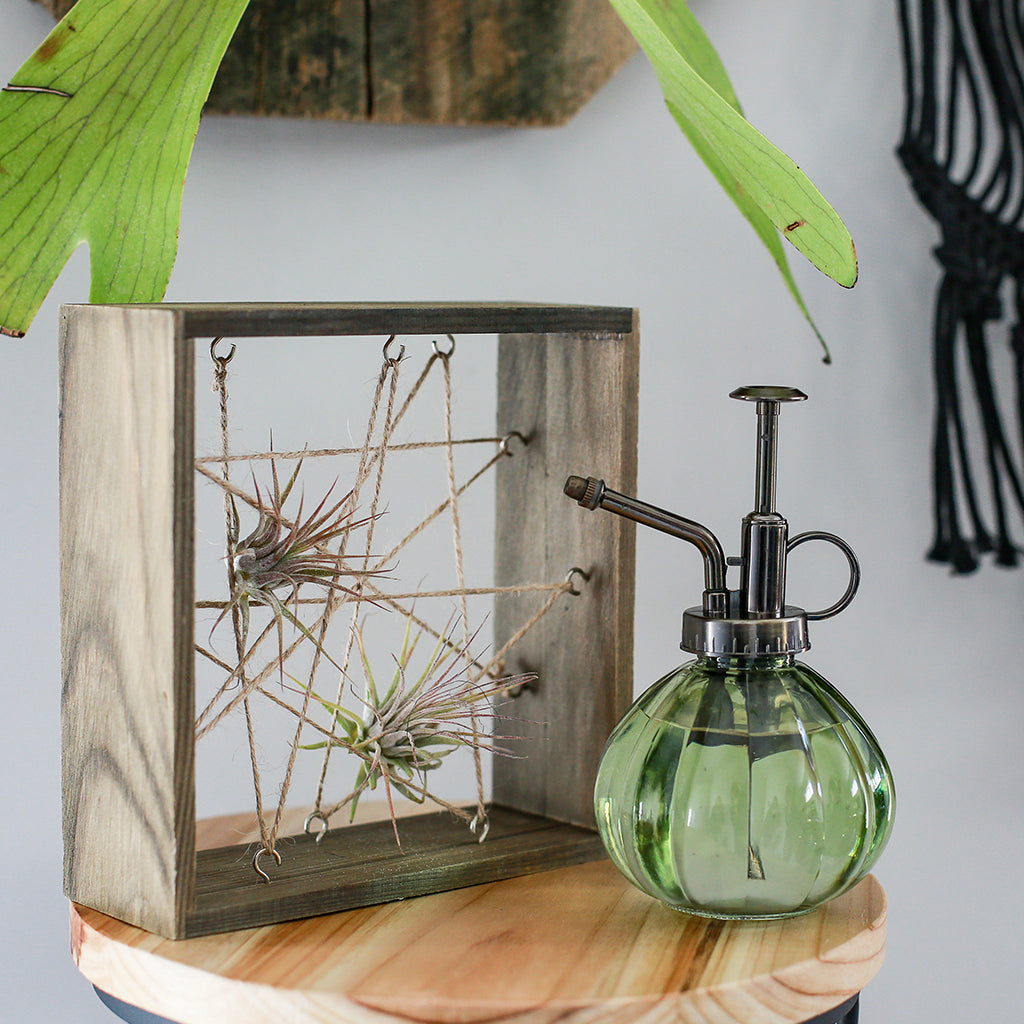 Air Plant Wood Frame