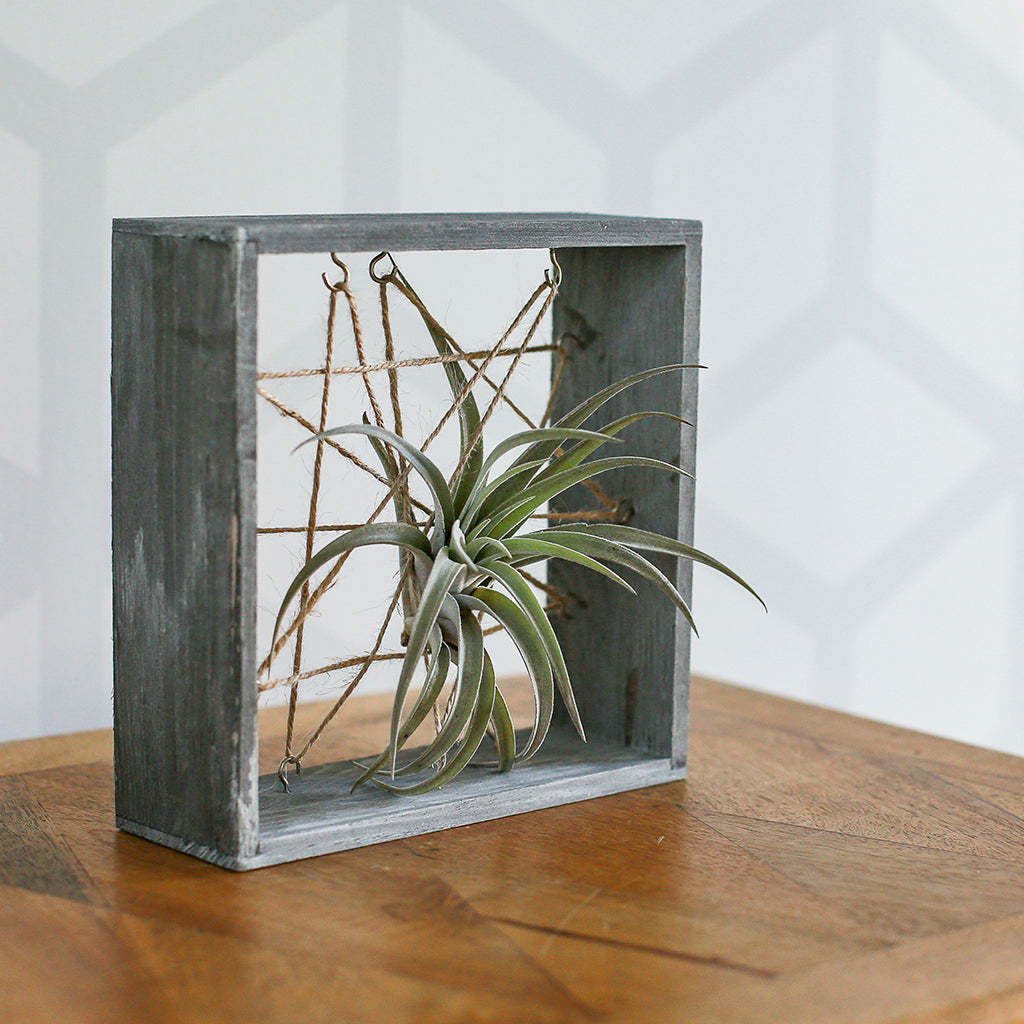 Air Plant Wood Frame