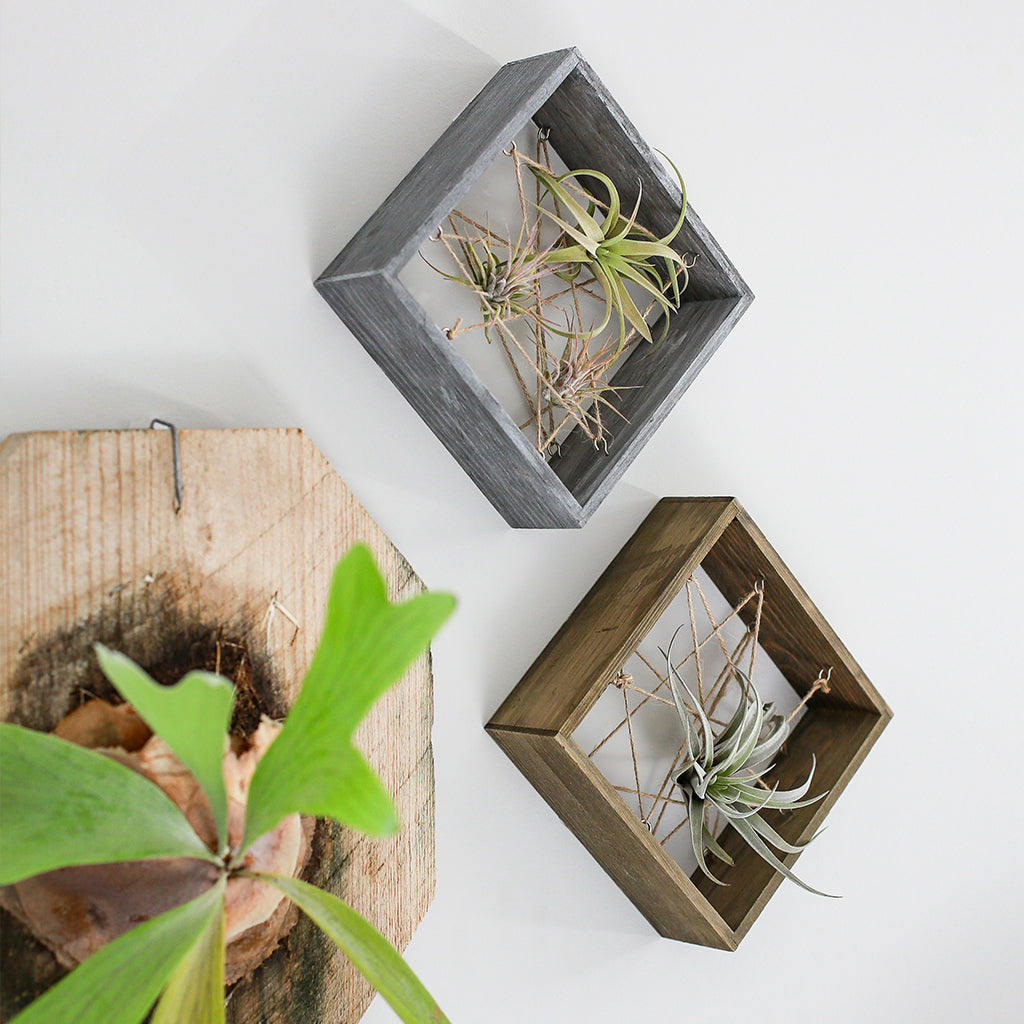 Air Plant Wood Frame