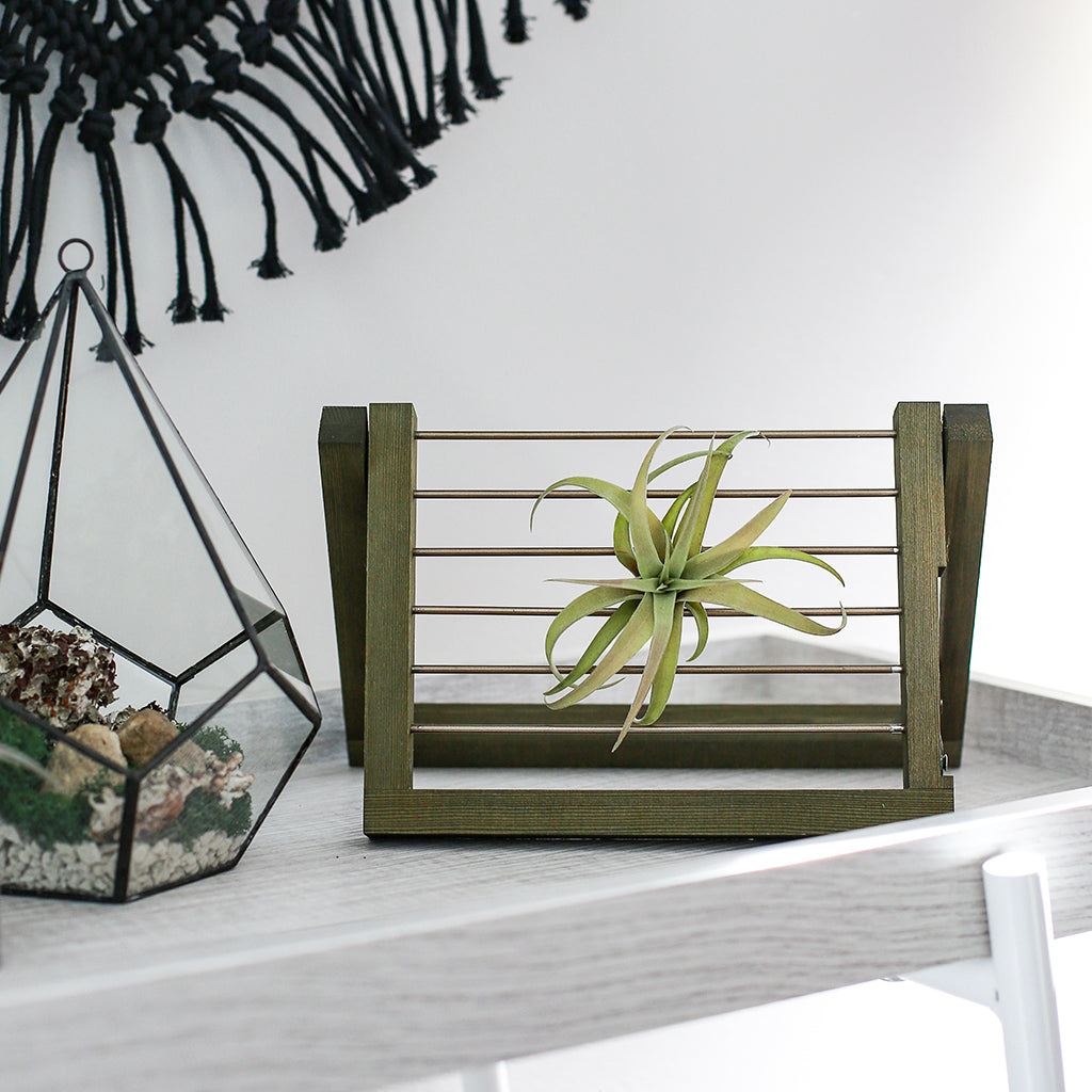 Air Plant Ladder