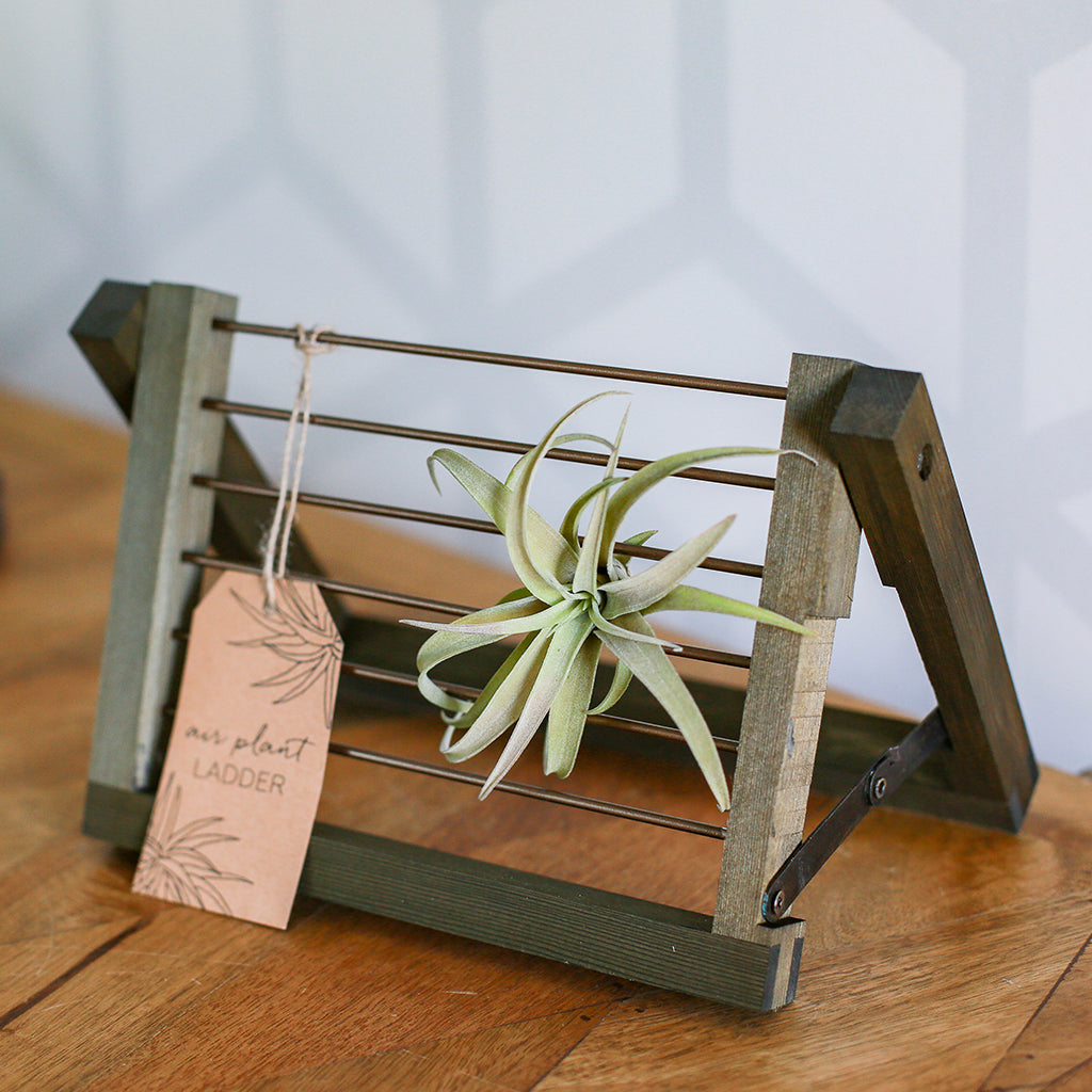 Air Plant Ladder