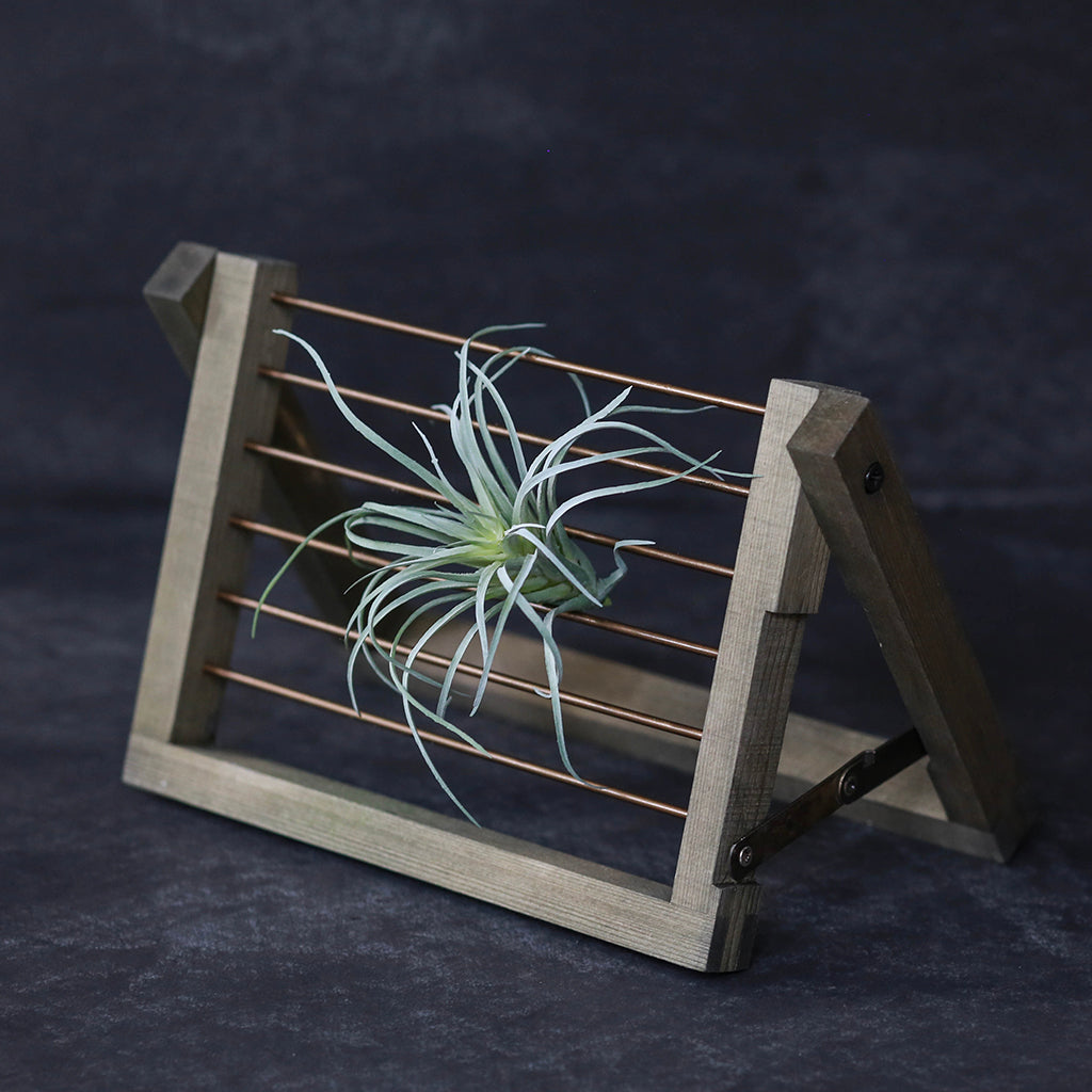 Air Plant Ladder