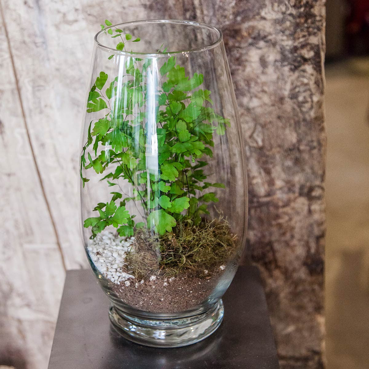 celebrity vase in use as a terrarium with plant moss and stones