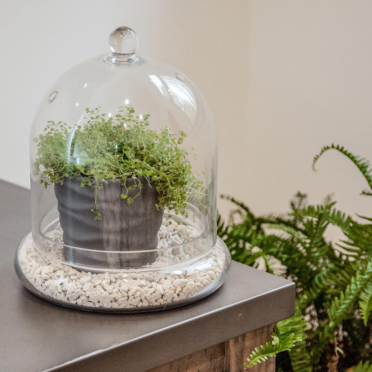 large glass cloche terrarium with stones and small plant in urban wave gray small planter