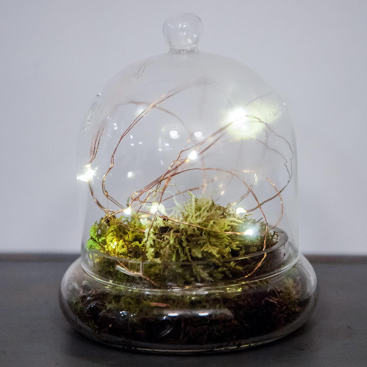 small glass cloche terrarium with fairy lights moss and soil