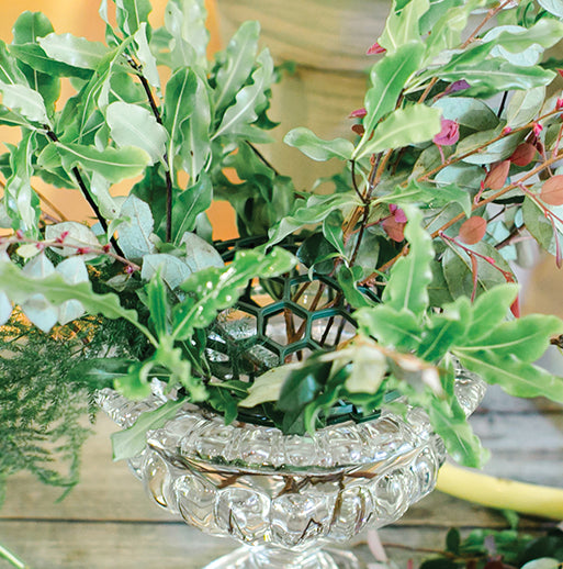 Holly Chapple Abelia Compote