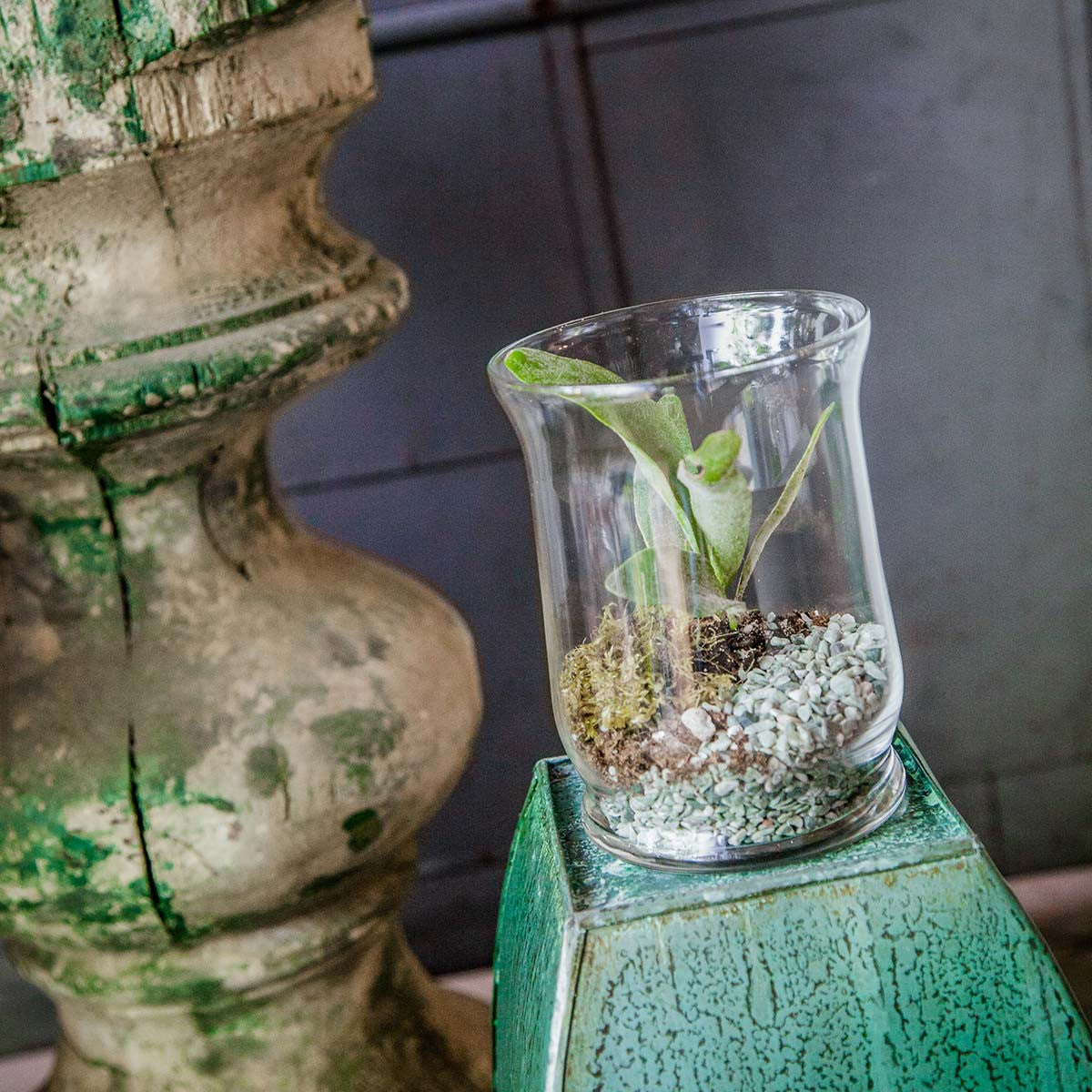 hurricane vase in use as a terrarium 
