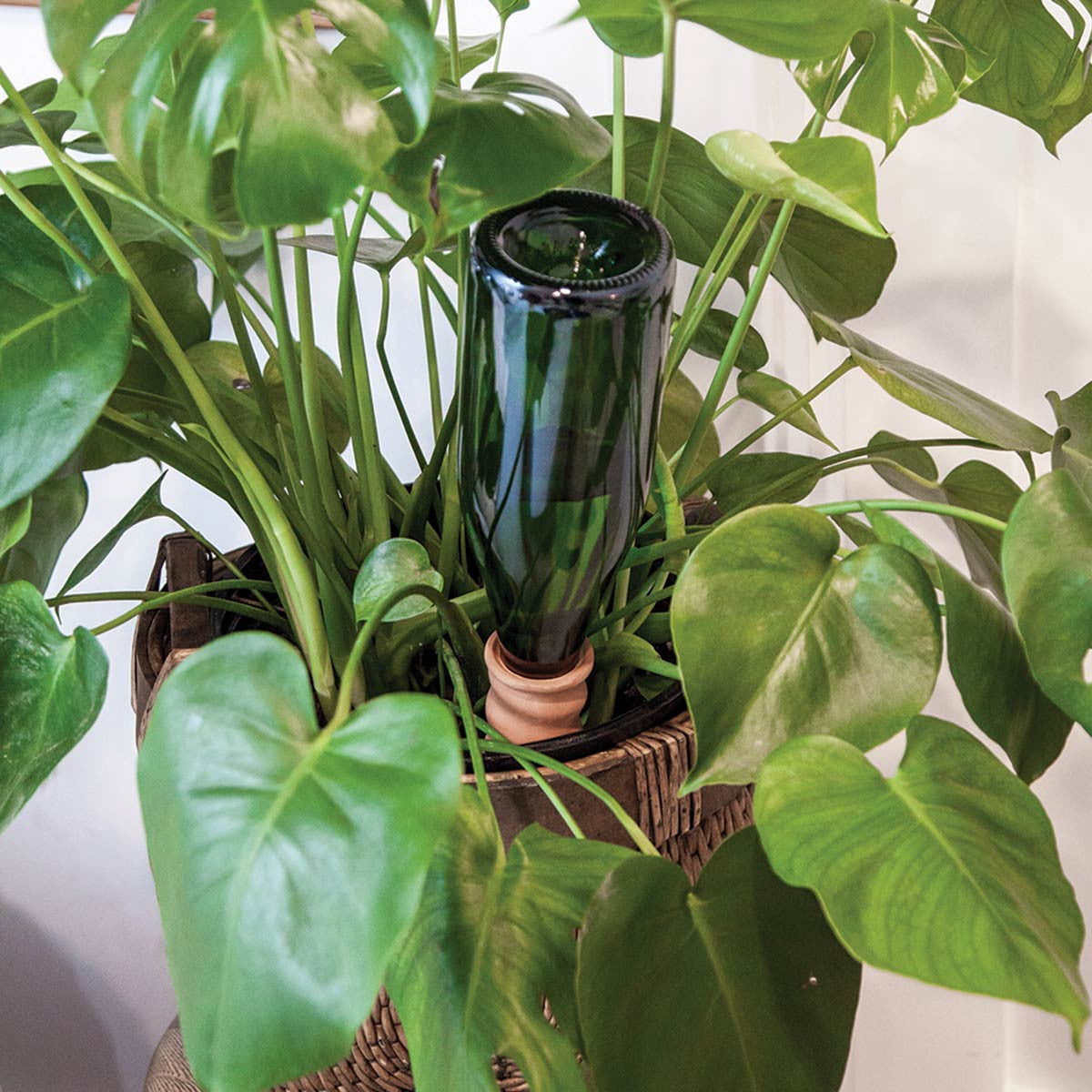 never dry plant pal in use in a planter 