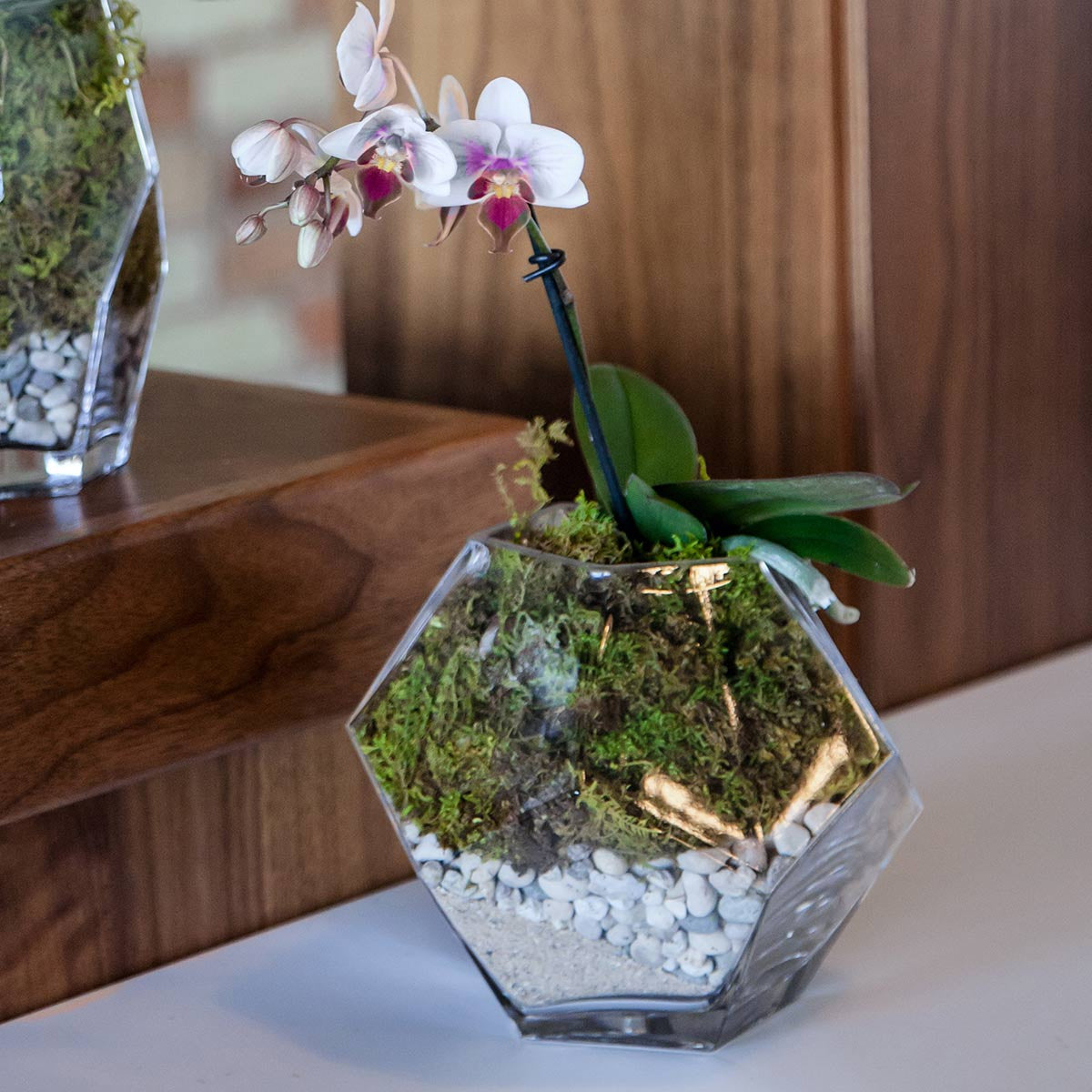 prism bowl used as a planter with orchid moss and stones