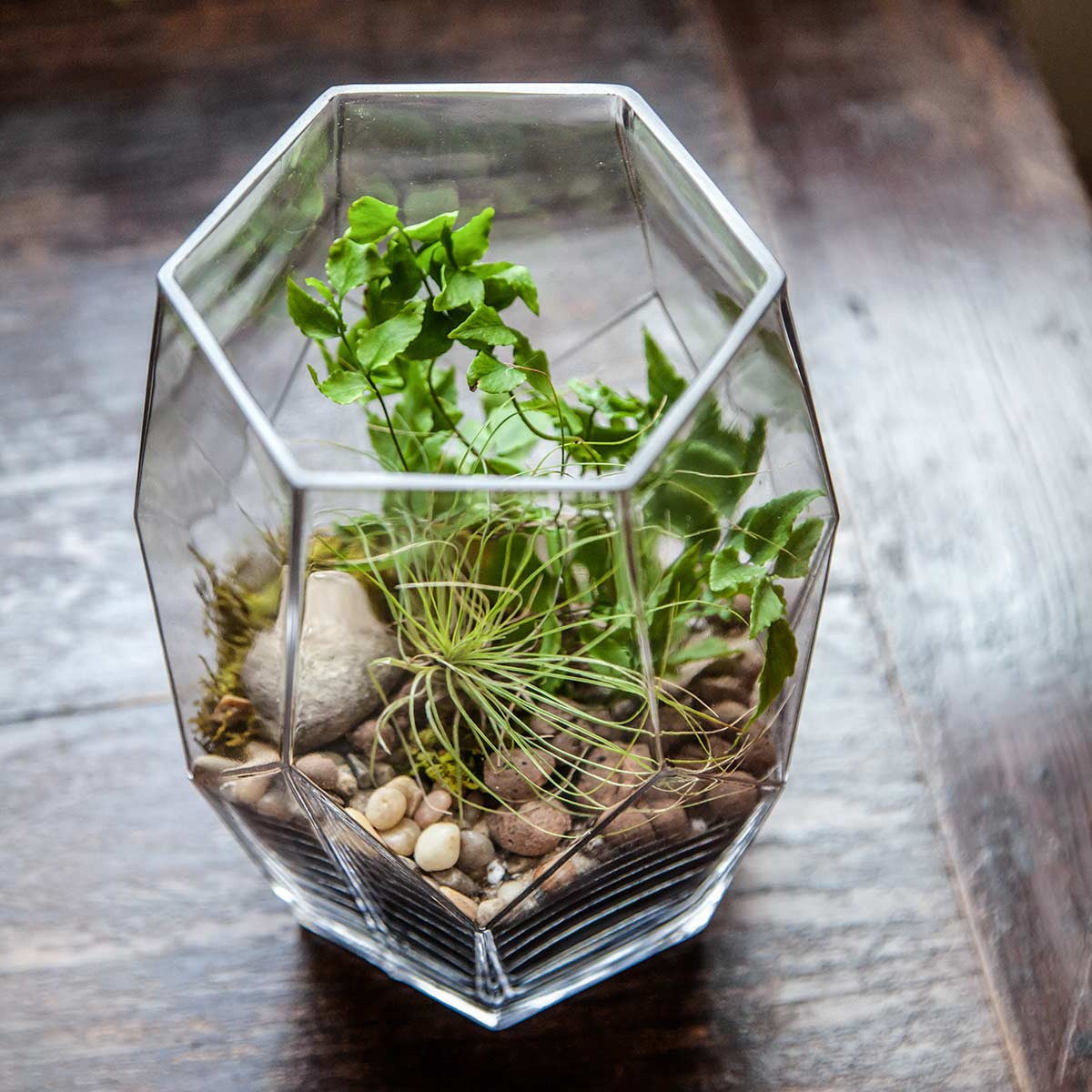 overhead view of large prism vase used as a terrarium 