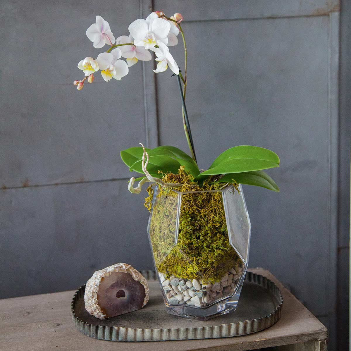 small prism vase used as planter with orchid moss and stones
