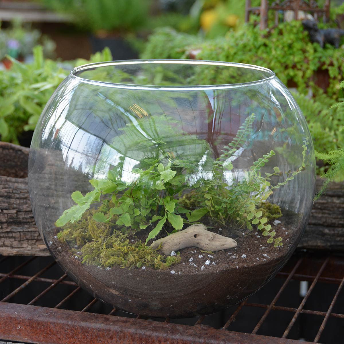 rose bowl terrarium filled with plants soil moss and driftwood