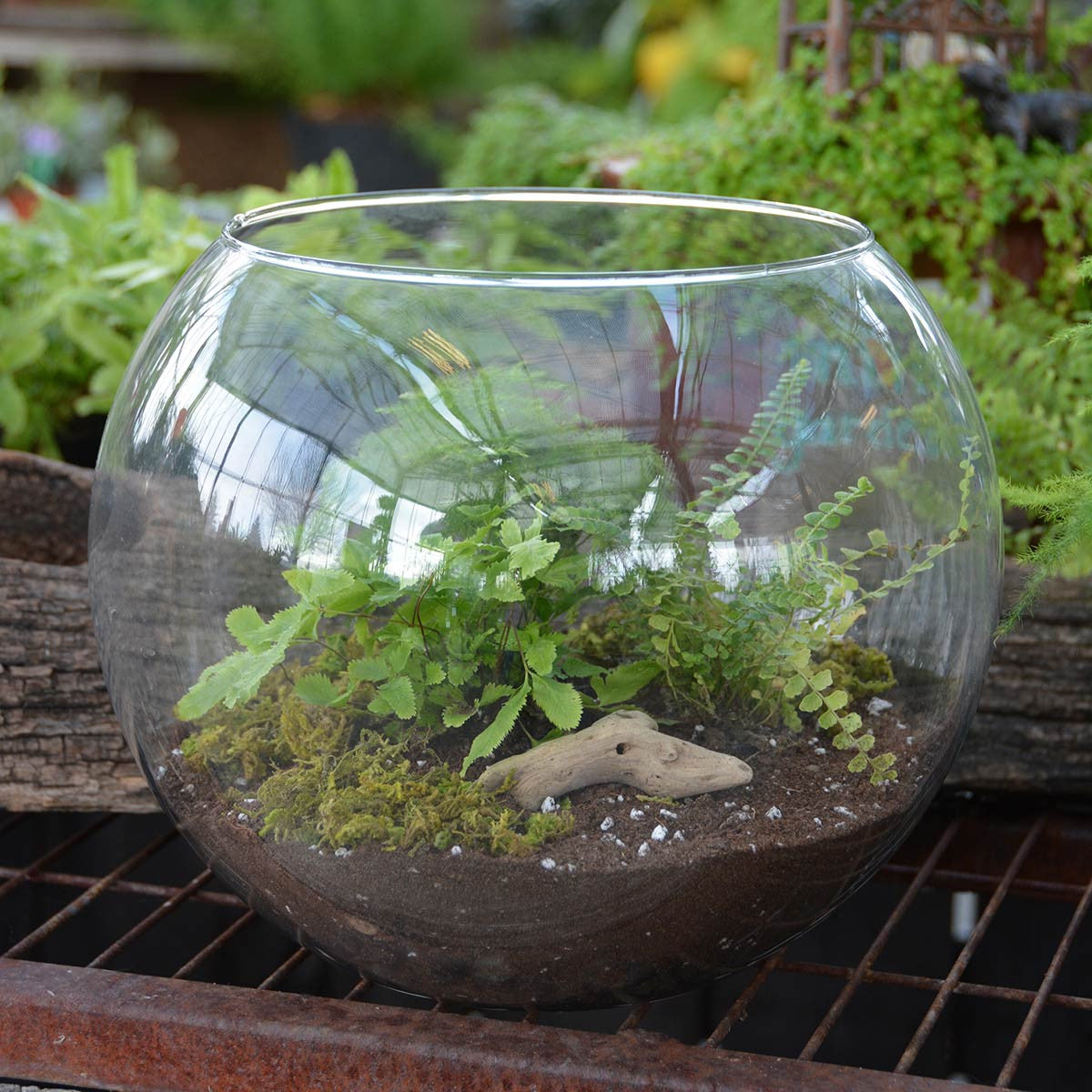 Large Glass Bubble Fish Bowl Terrarium Vase