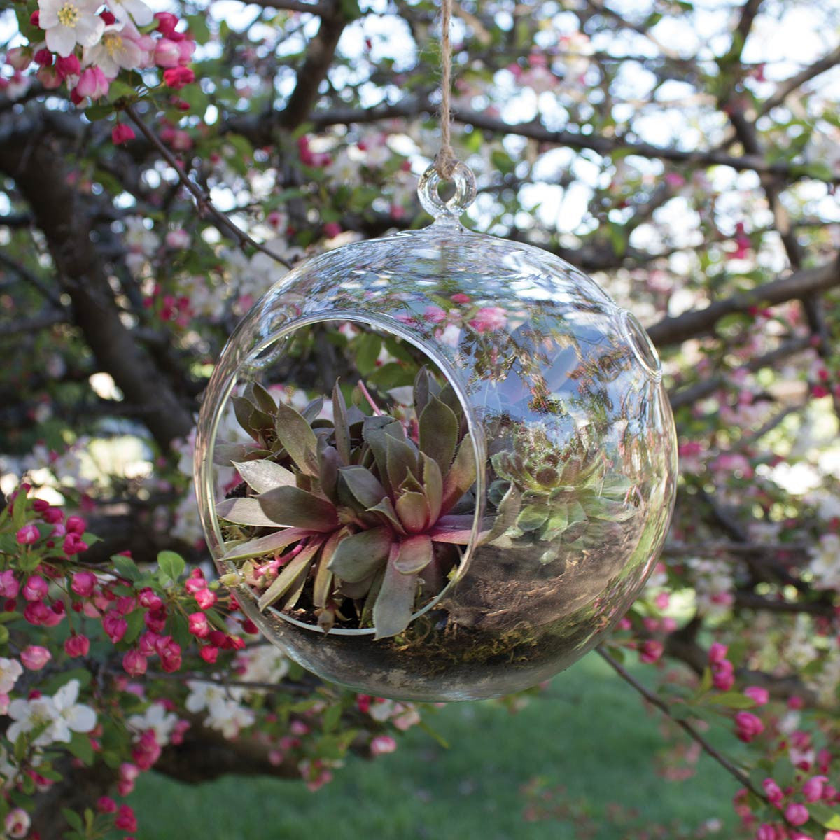 large round hanging terrarium hanging from a tree filled with succulents