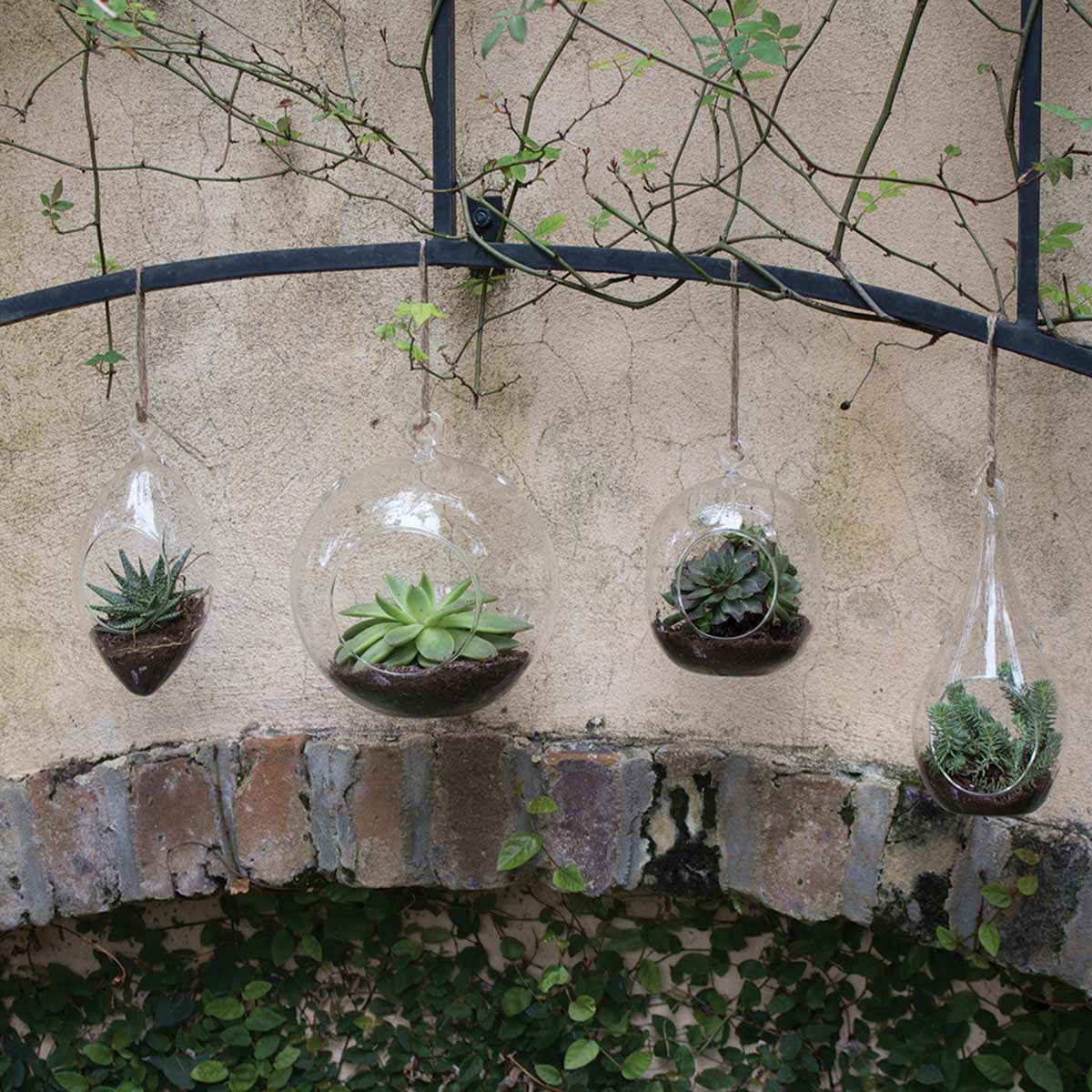 large succulent terrarium Syndicate Home & Garden Round Hanging Terrarium
