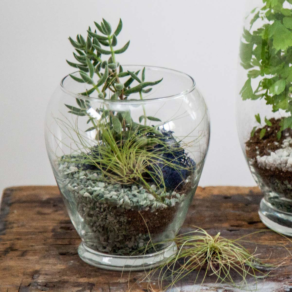 A small, round Serenity glass vase containing a miniature garden with a variety of succulents and air plants, layered with natural stones and pebbles, sitting on a rustic wooden surface with a blurred background featuring another plant.