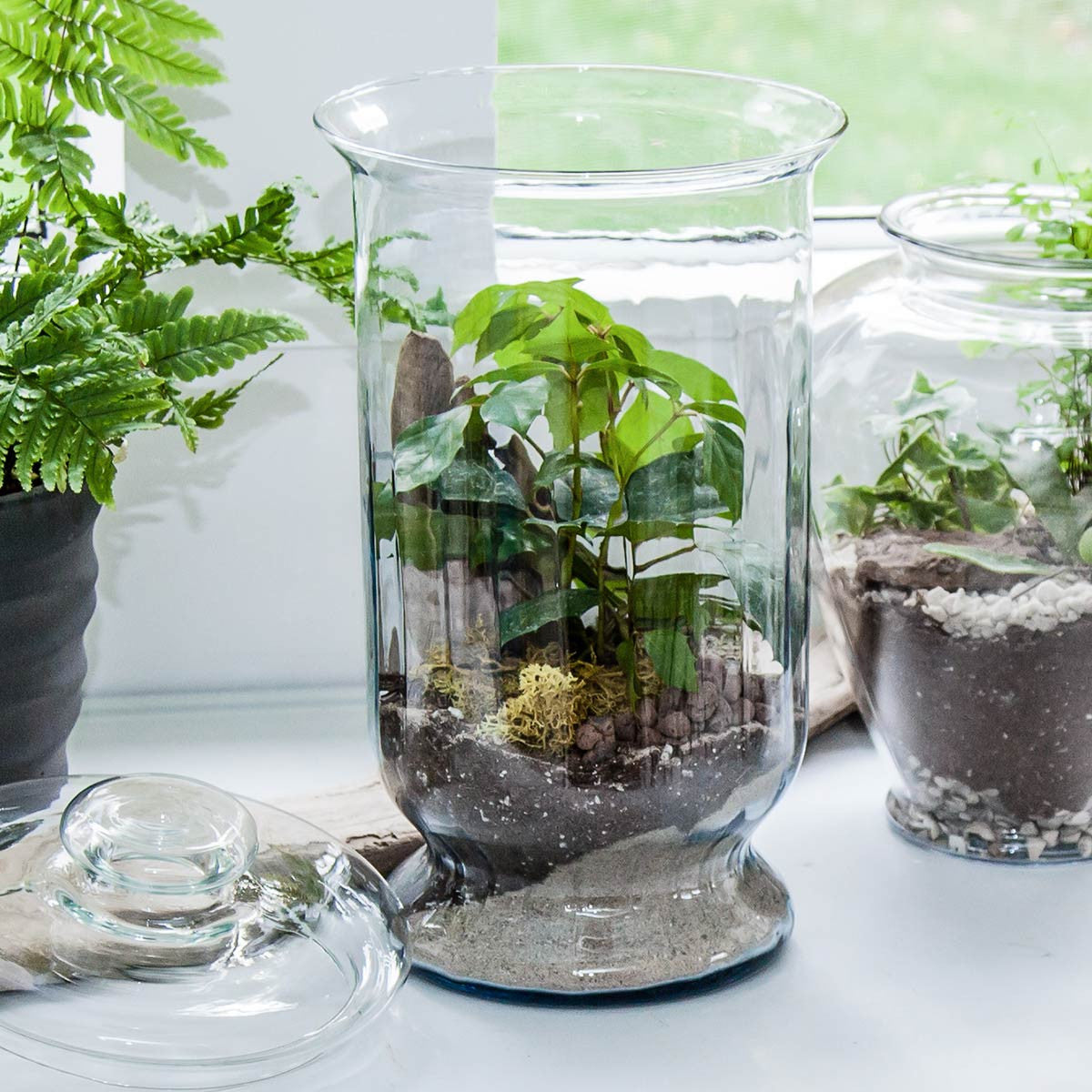 tall hurricane vase used as a terrarium on table with other terrariums