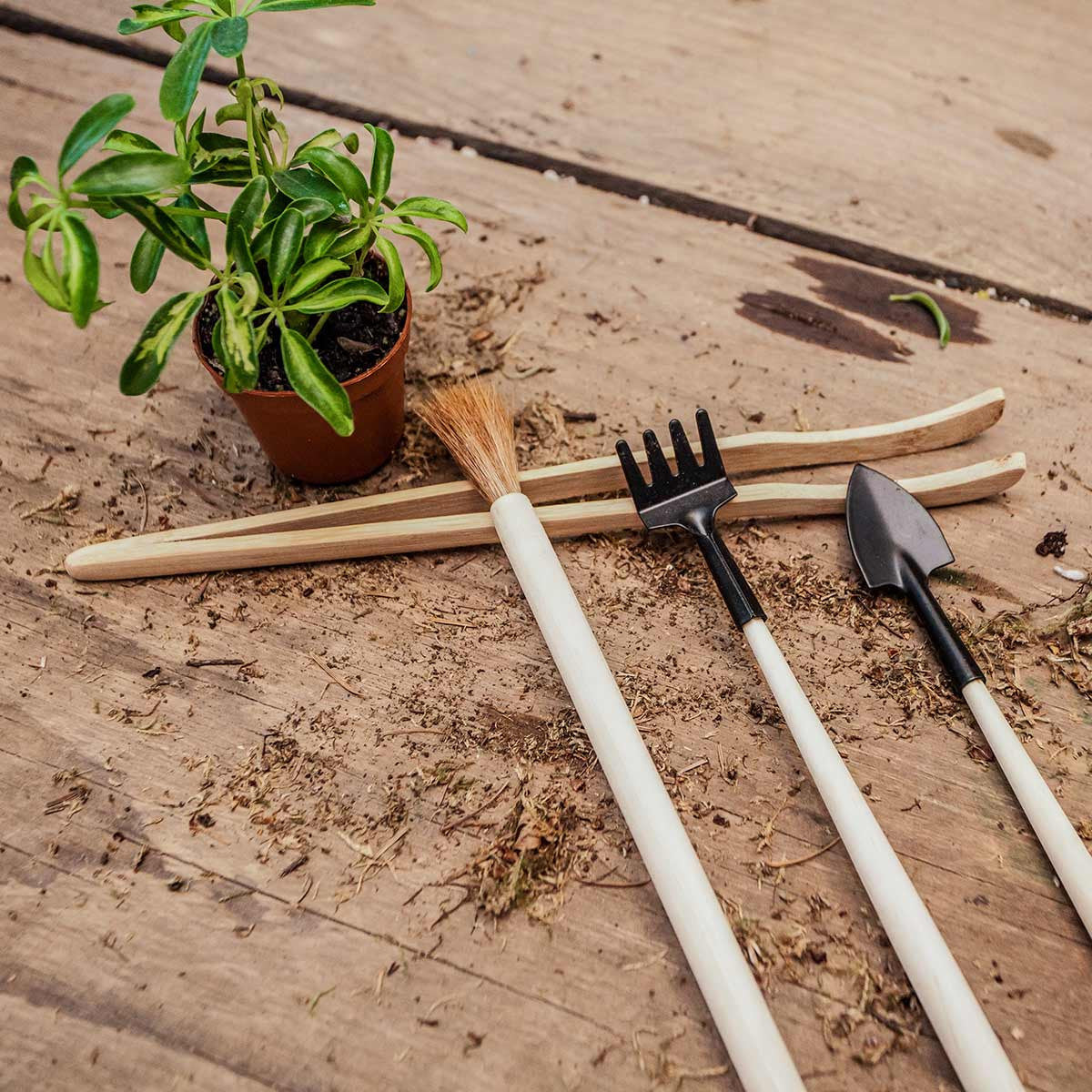 terrarium tool kit on wooden surface